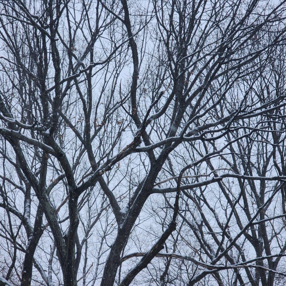 Silhouetted maple and oak treetops with vein-like branching against a lighter, cloudy winter sky.