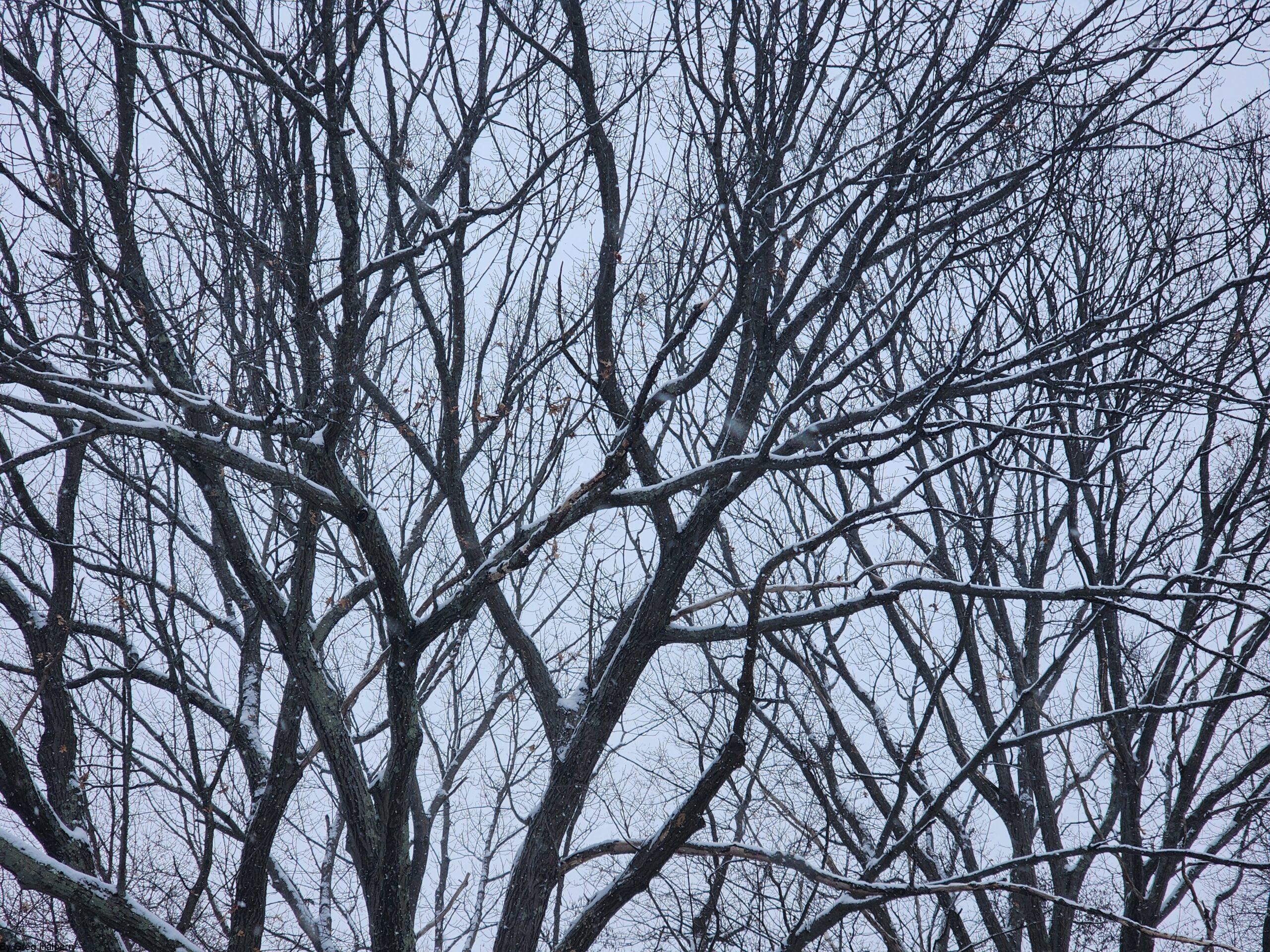 Silhouetted maple and oak treetops with vein-like branching against a lighter, cloudy winter sky.
