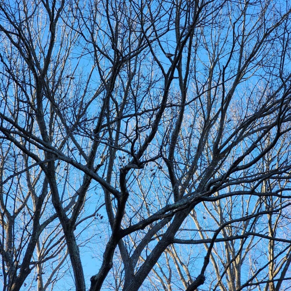Silhouetted maple and oak treetops with vein-like branching against a pale blue winter sky.