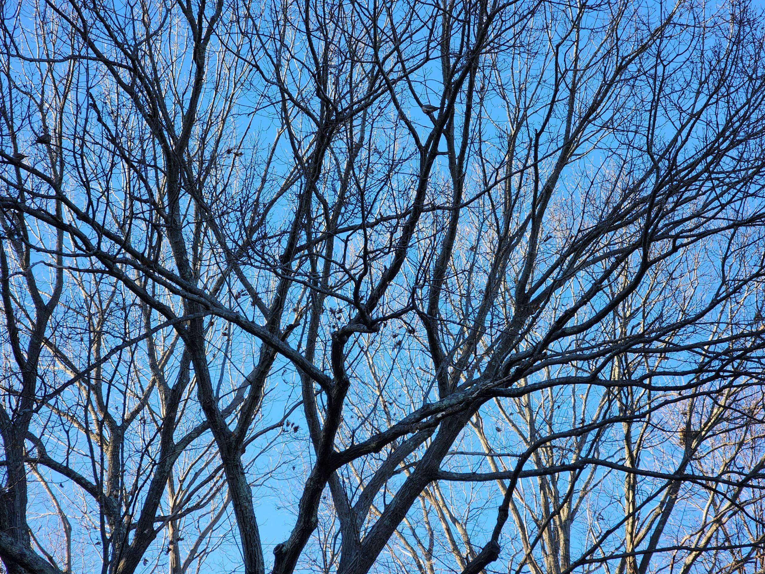 Silhouetted maple and oak treetops with vein-like branching against a pale blue winter sky.