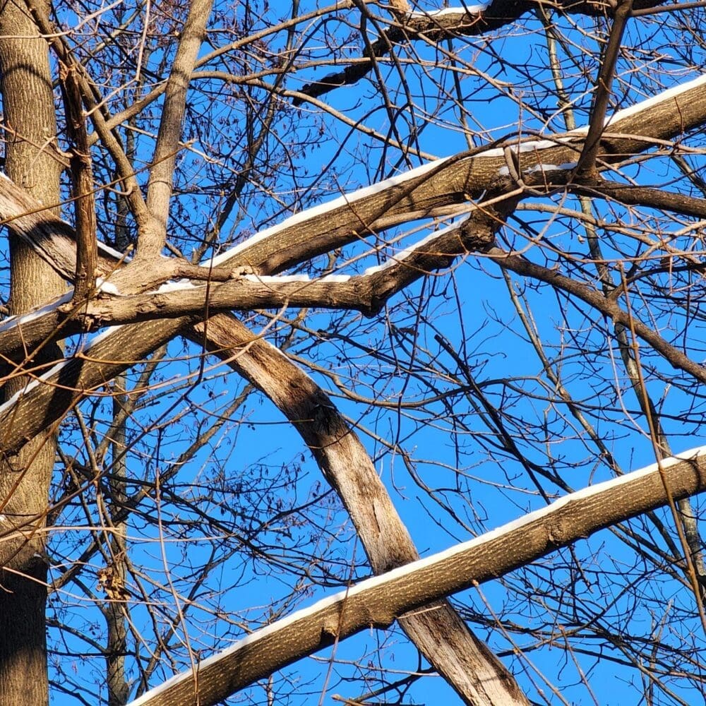 Maple tree branches angled skyward with snowline, forming a ramp-like structure against blue sky.