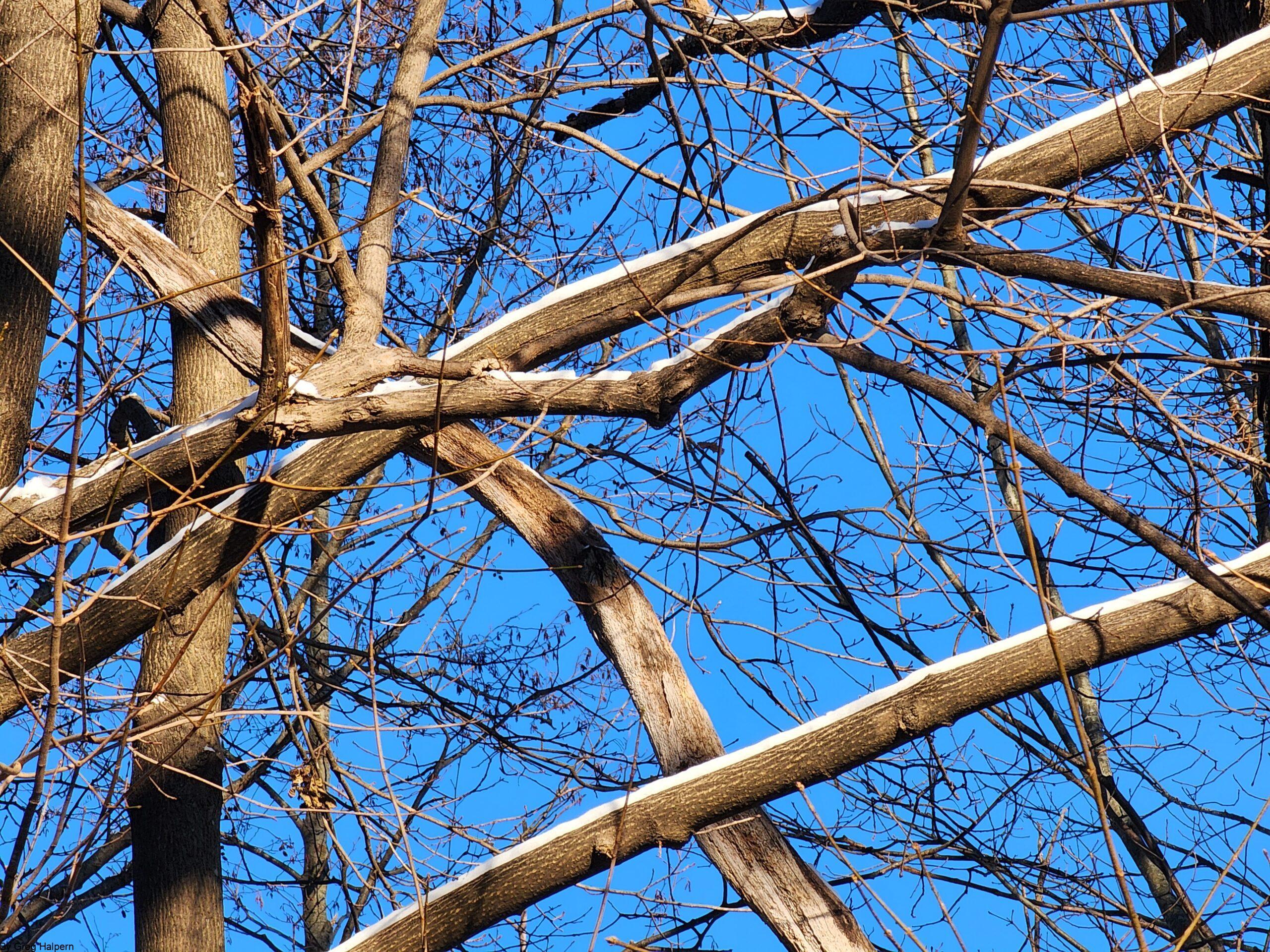 Maple tree branches angled skyward with snowline, forming a ramp-like structure against blue sky.