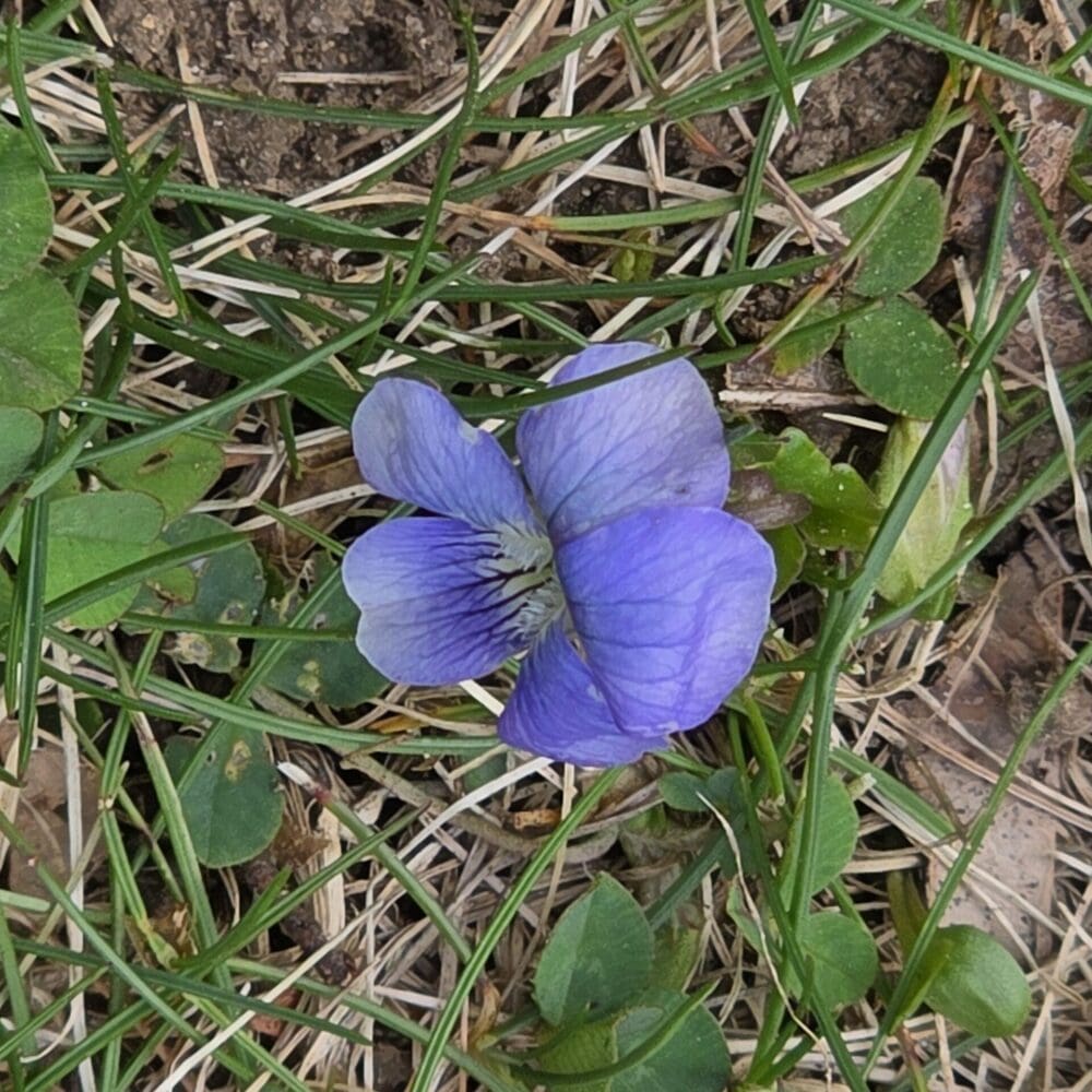 Violet flower viewed from an angle, with purple-blue petals floating above grass blades.