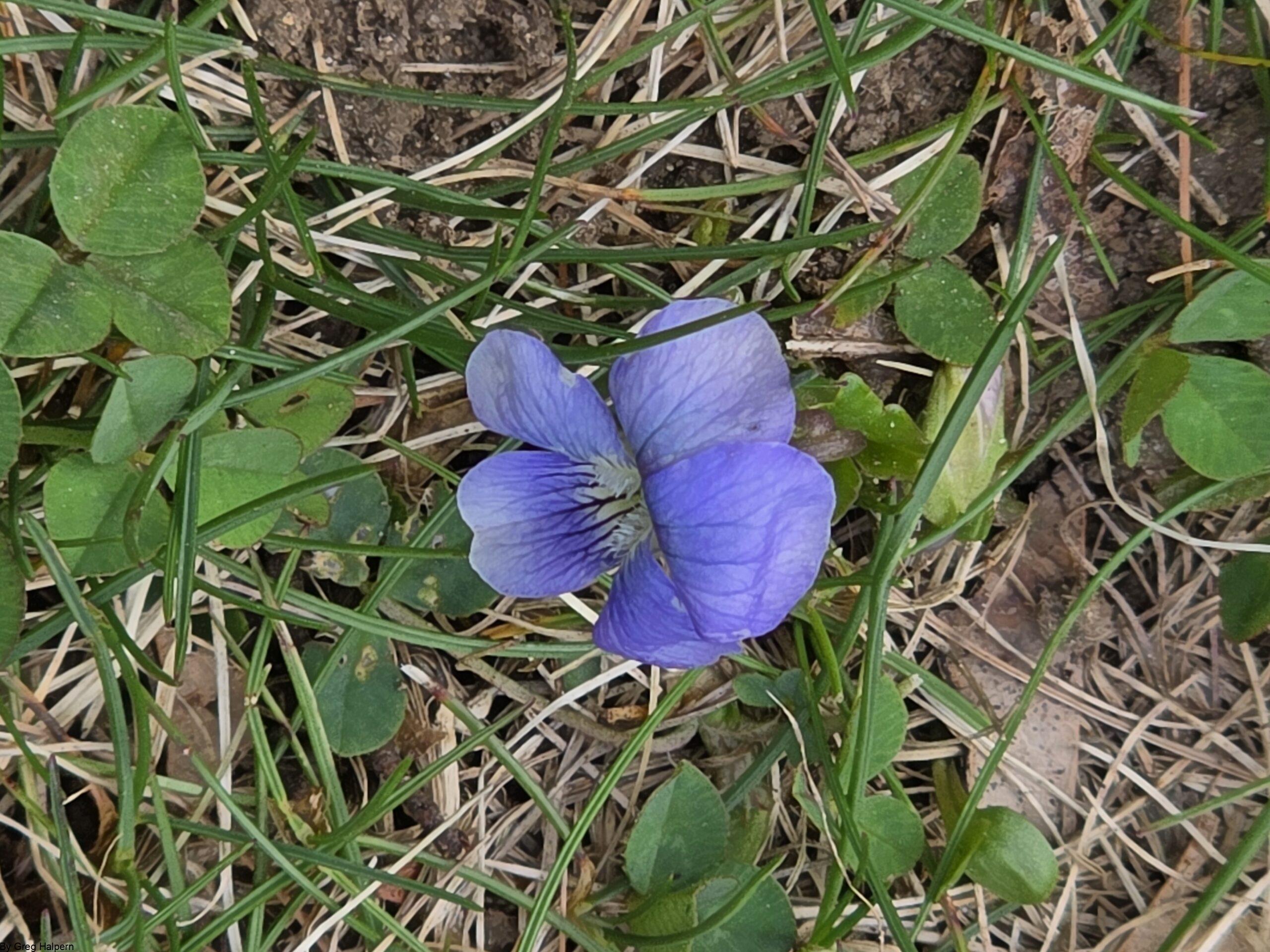 Violet flower viewed from an angle, with purple-blue petals floating above grass blades.