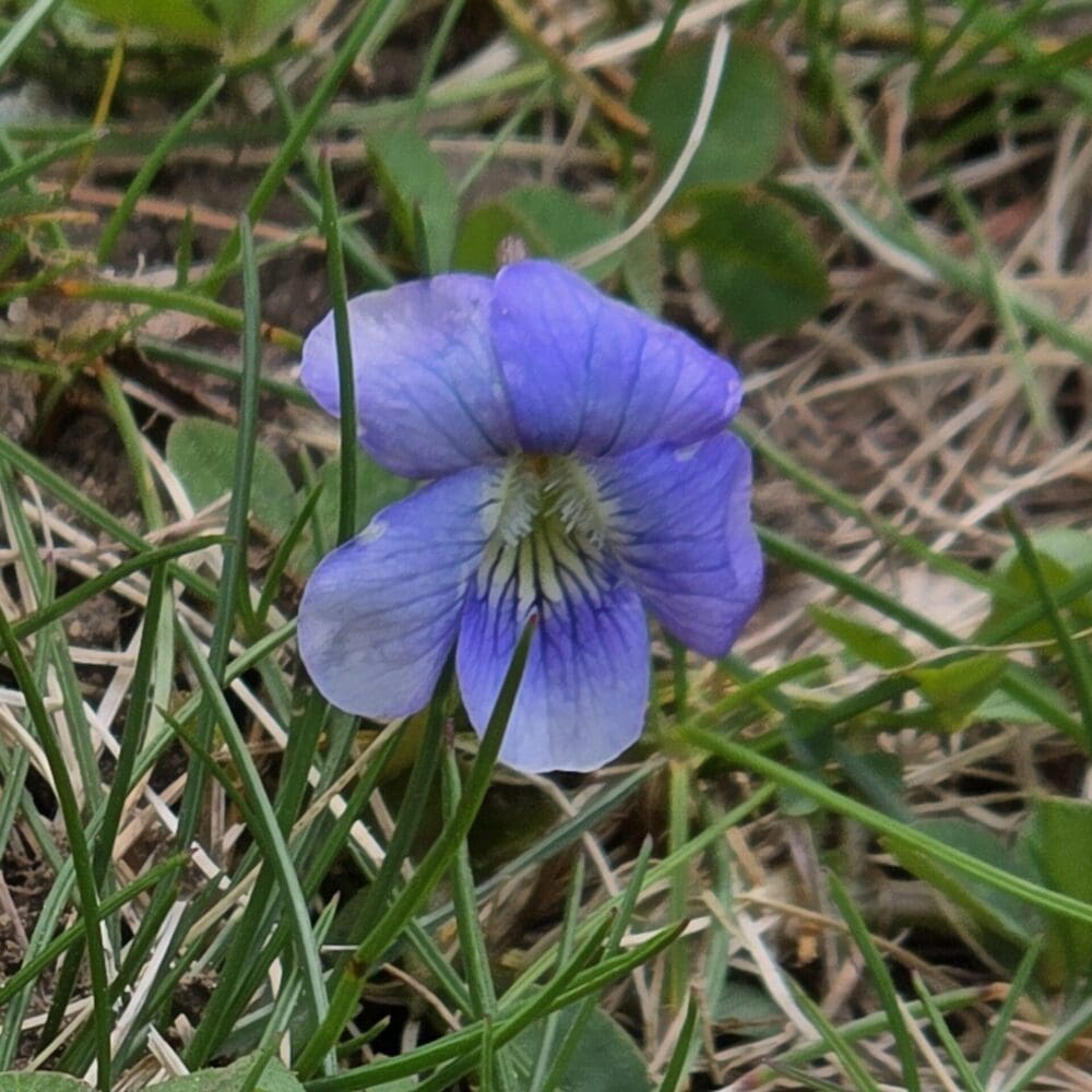 Violet flower with purple-blue petals nestled among green and aging grass blades.