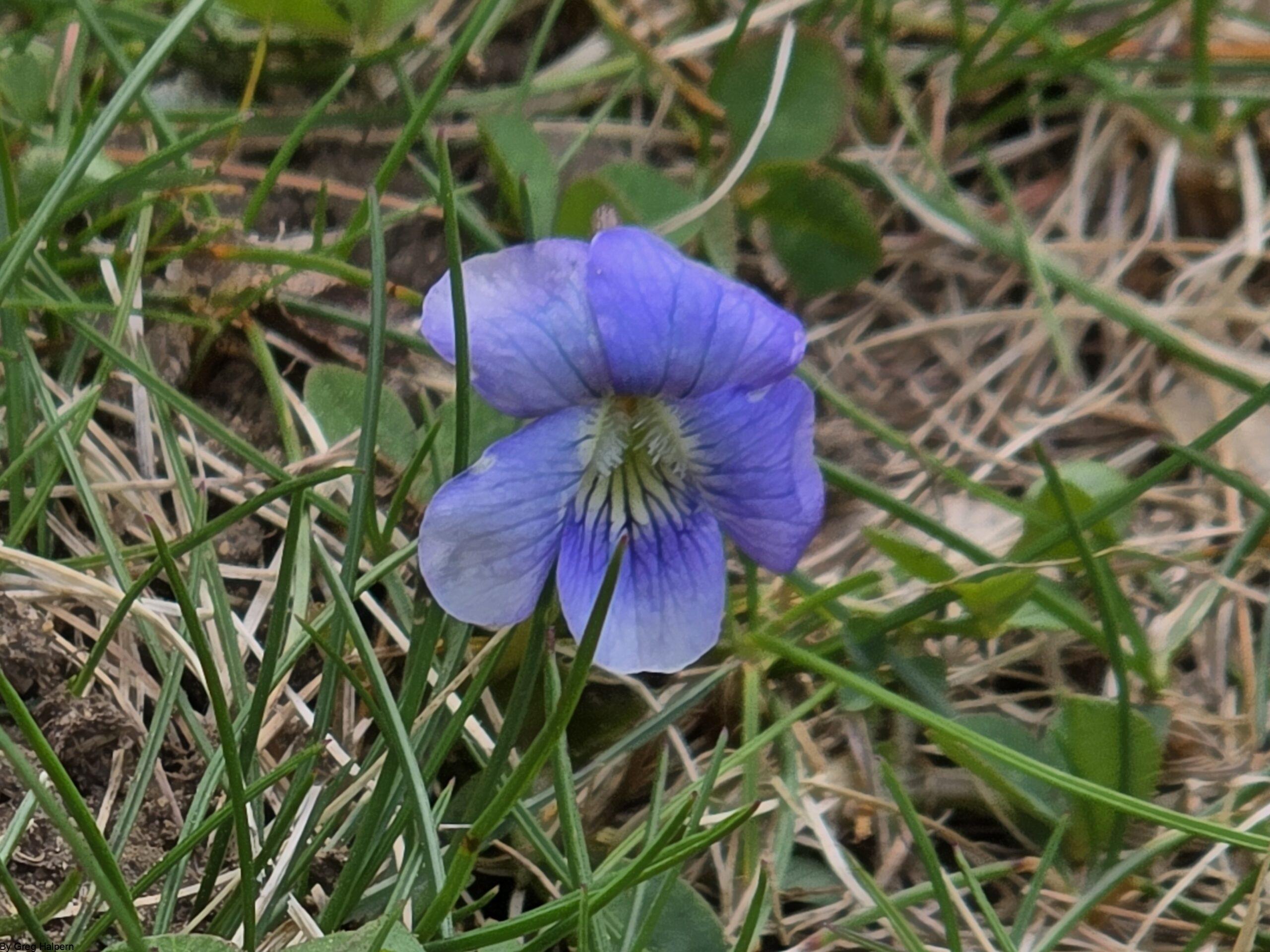 Violet flower with purple-blue petals nestled among green and aging grass blades.