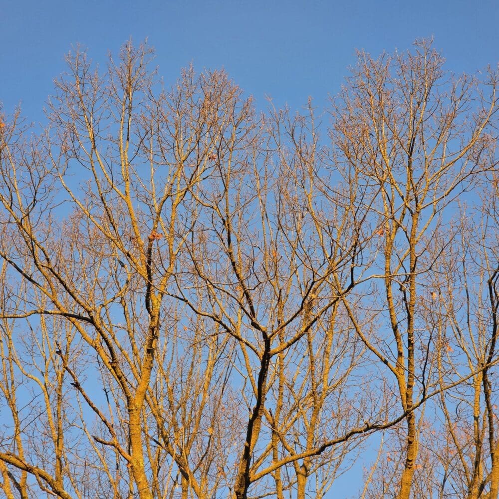 Top half of an oak tree with sunlit branches against a blue winter sunset sky.