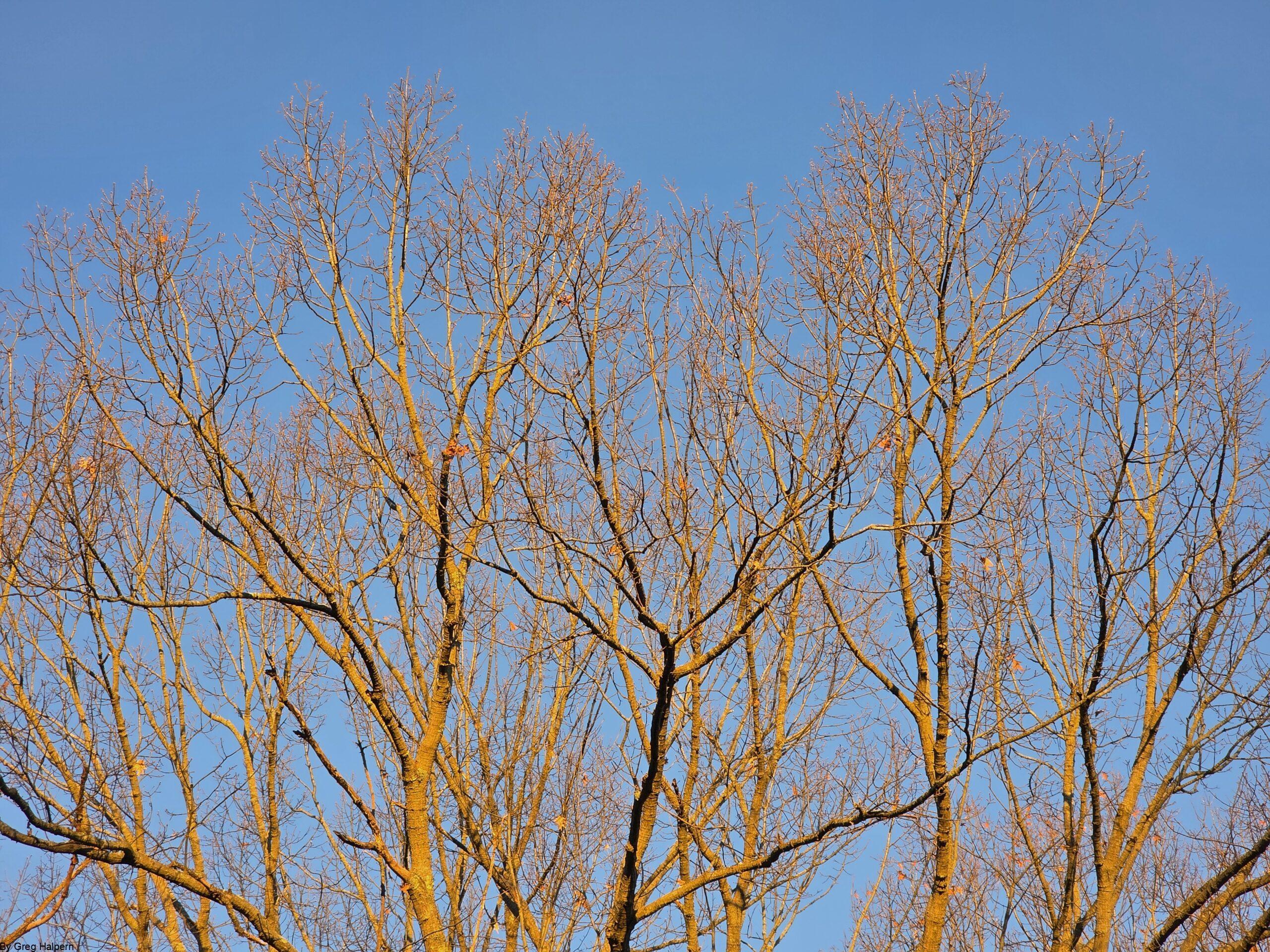 Top half of an oak tree with sunlit branches against a blue winter sunset sky.