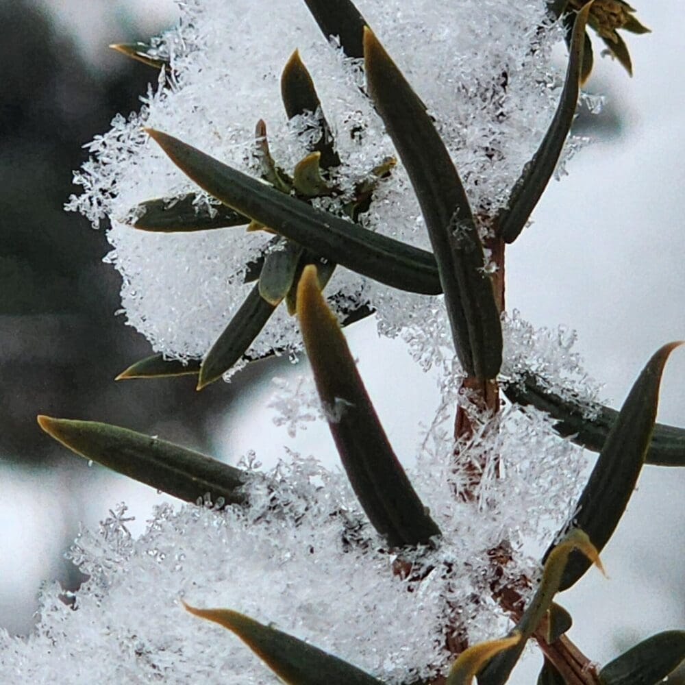 Yucca branch wide view with multiple needles and scattered fluffy snowflakes.