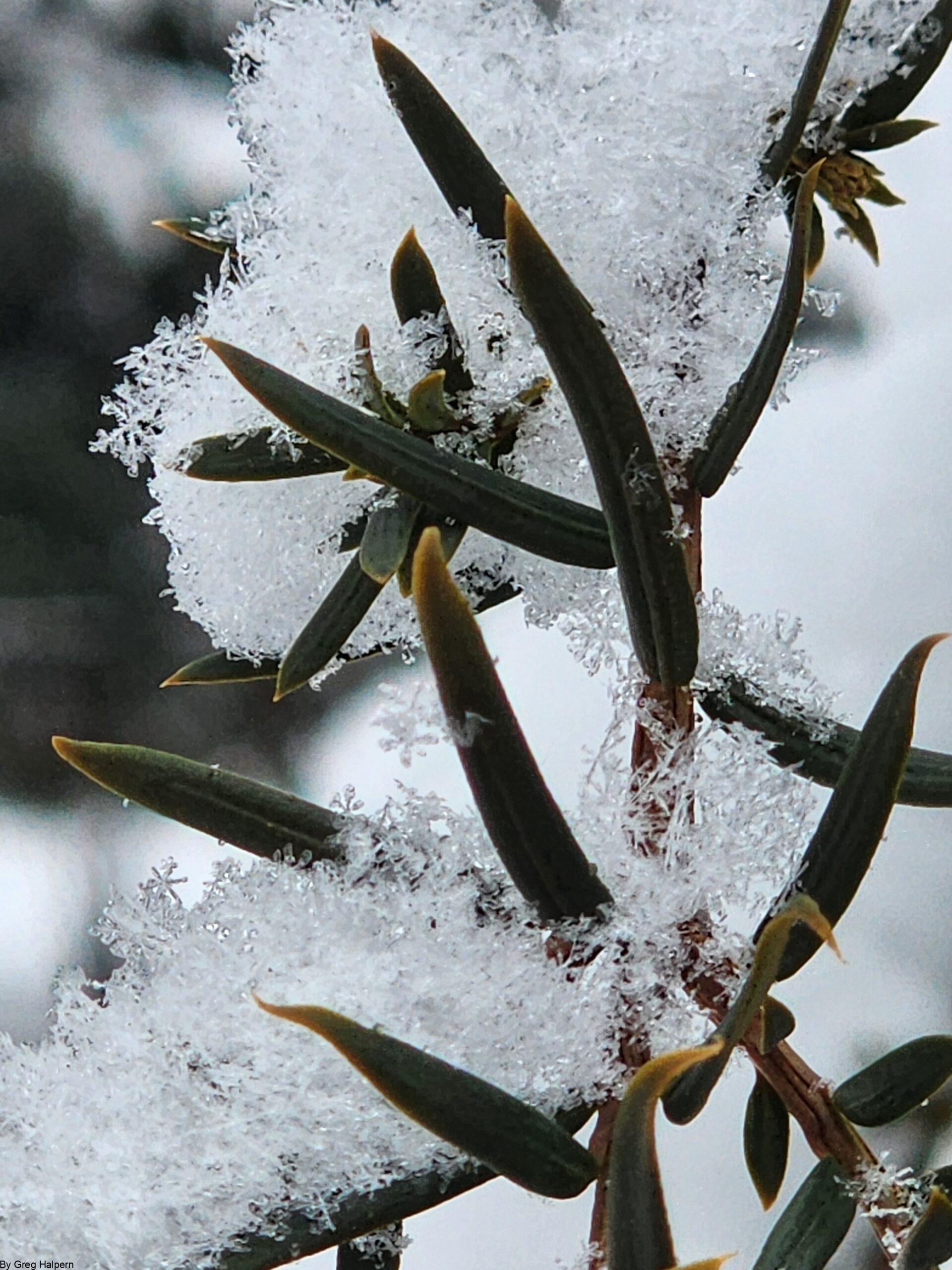 Yucca branch wide view with multiple needles and scattered fluffy snowflakes.