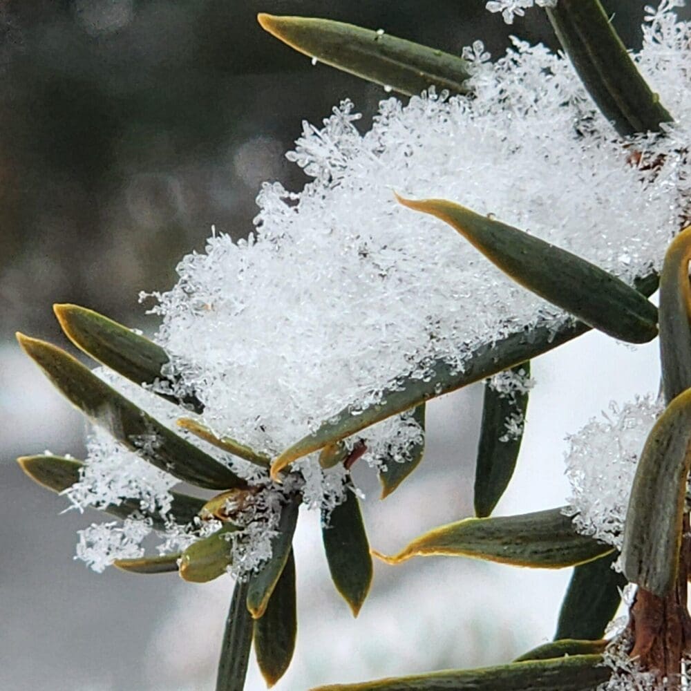 Magnified Yucca needles with individual snowflakes visible in crisp winter detail.