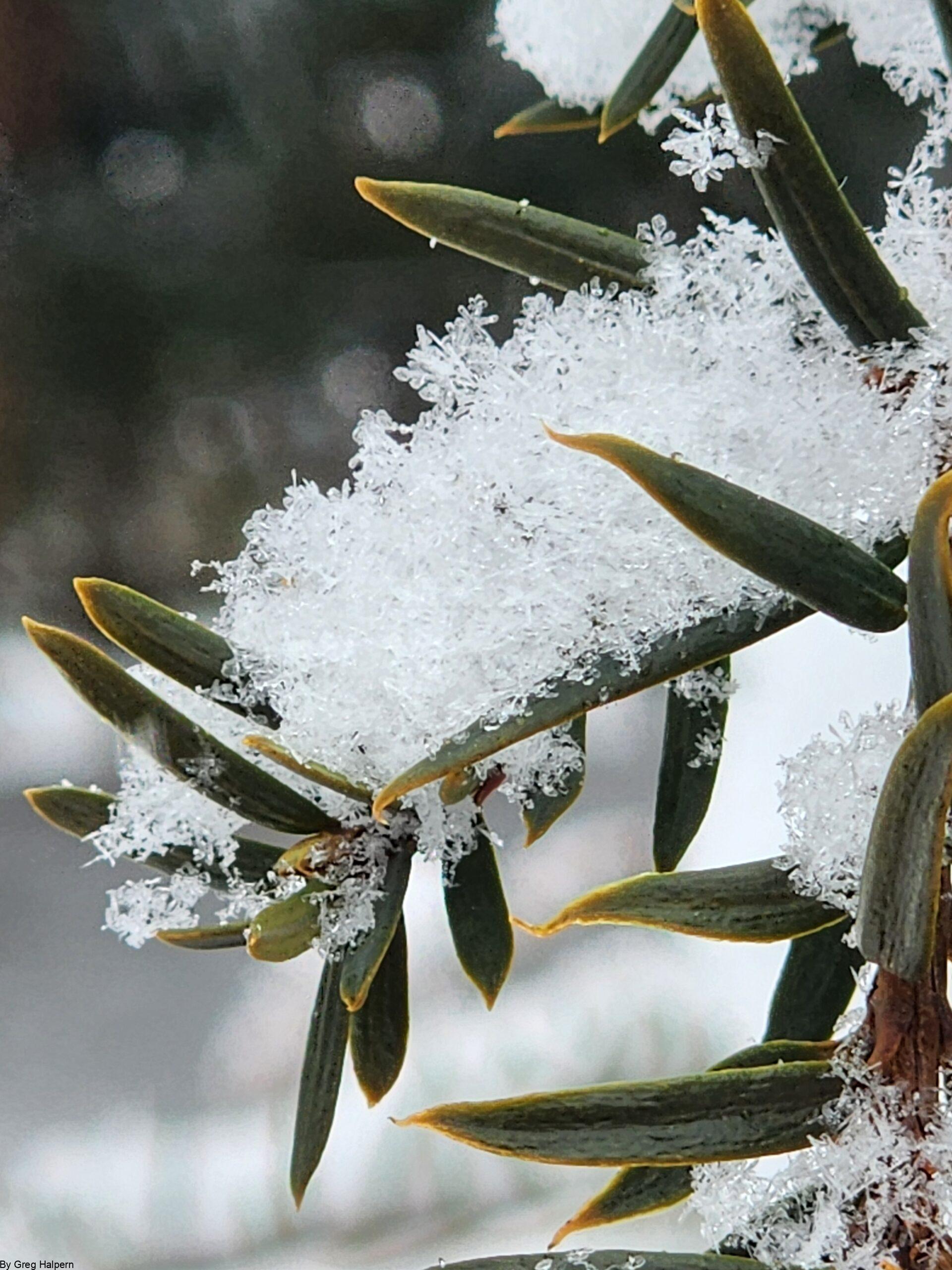 Magnified Yucca needles with individual snowflakes visible in crisp winter detail.