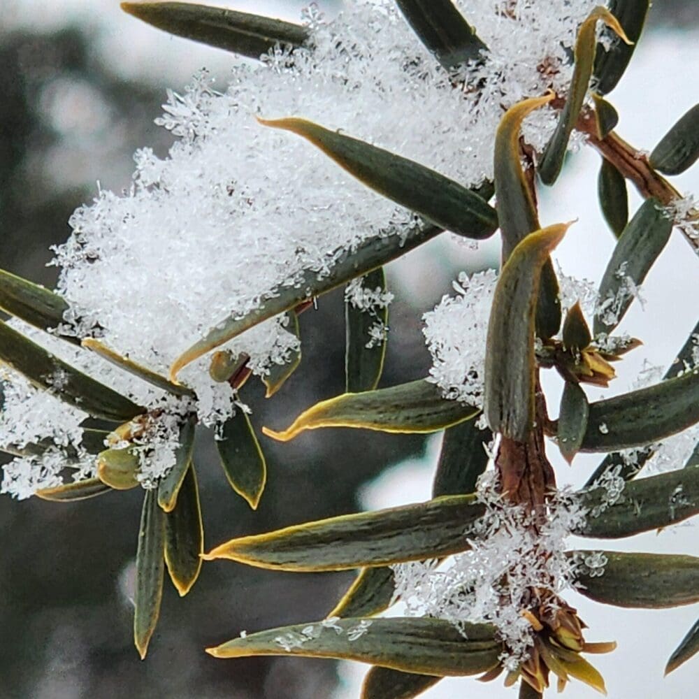 Yucca branch angled view with snowflakes scattered across sharp green needles.