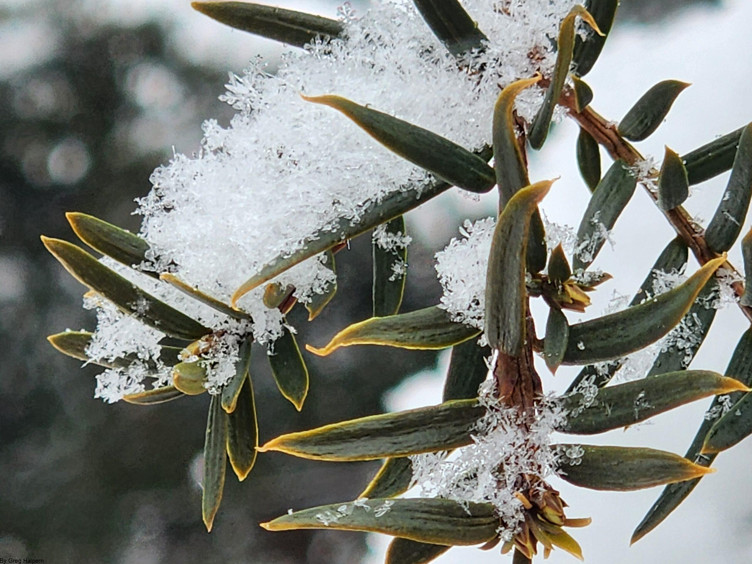 Yucca branch angled view with snowflakes scattered across sharp green needles.
