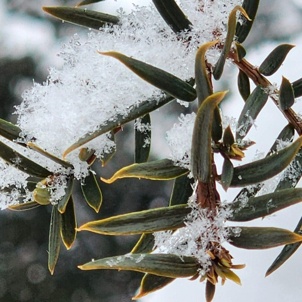 Close‑up of Yucca needles with fluffy snowflakes resting lightly on evergreen fronds.