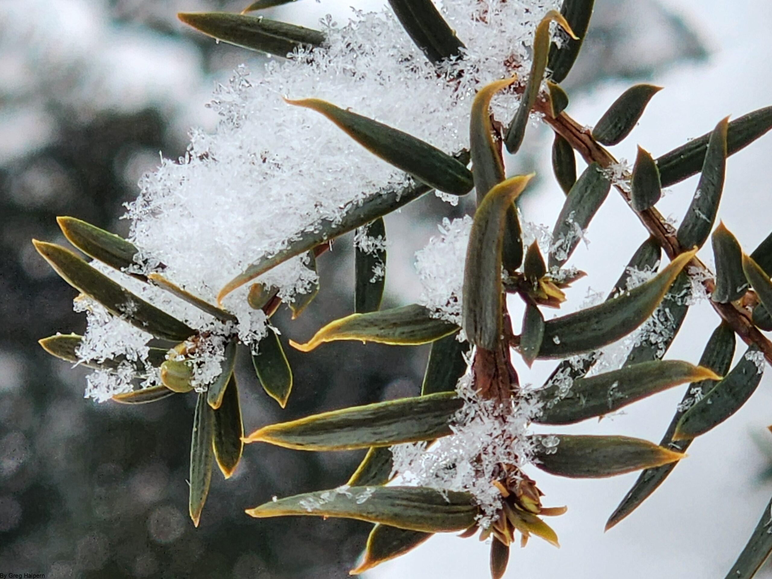 Close‑up of Yucca needles with fluffy snowflakes resting lightly on evergreen fronds.