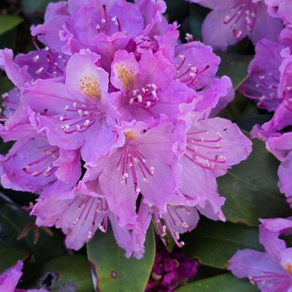 Cluster of rhododendron blossoms forming a globe of soft pink tones.