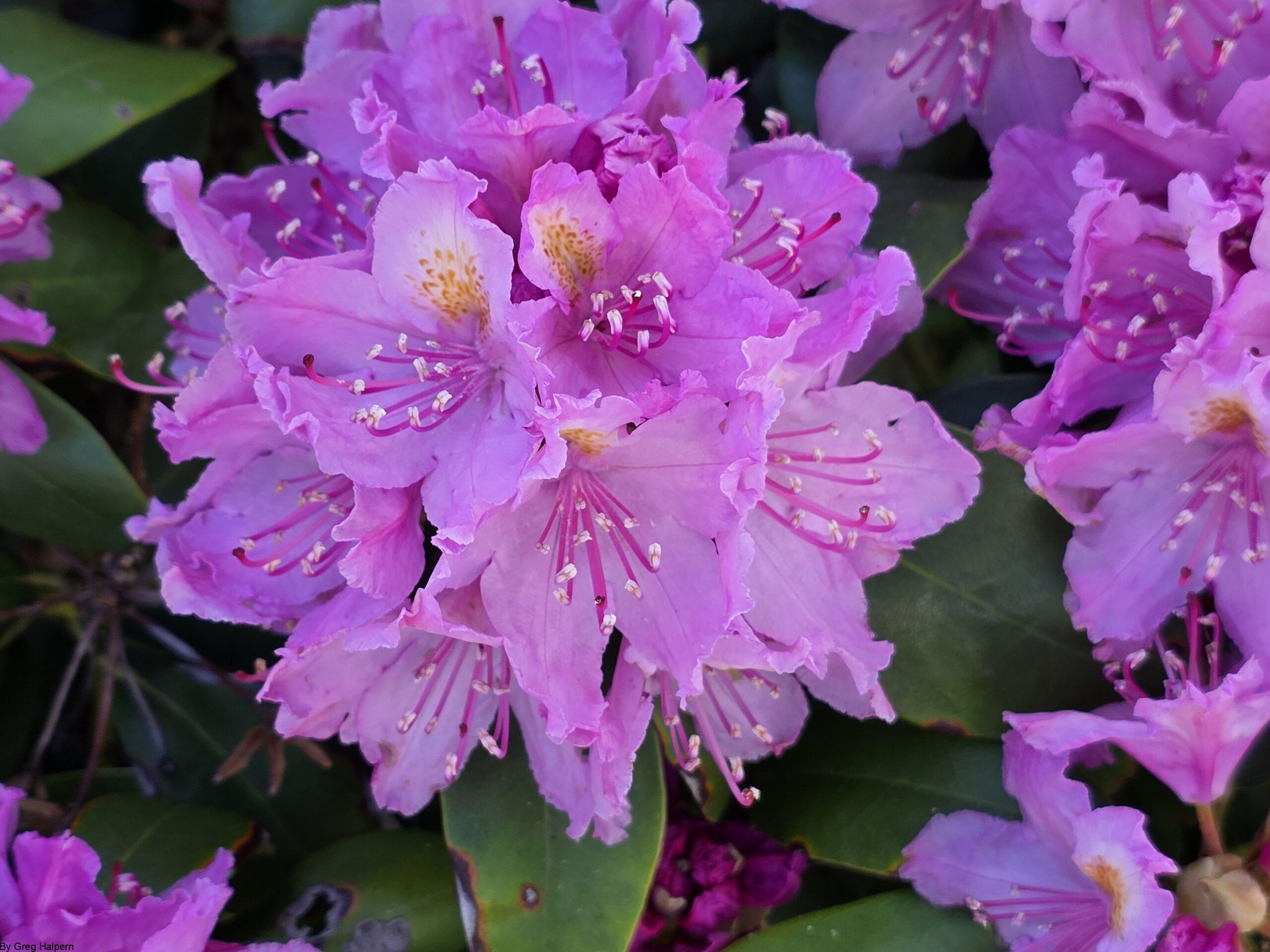 Cluster of rhododendron blossoms forming a globe of soft pink tones.
