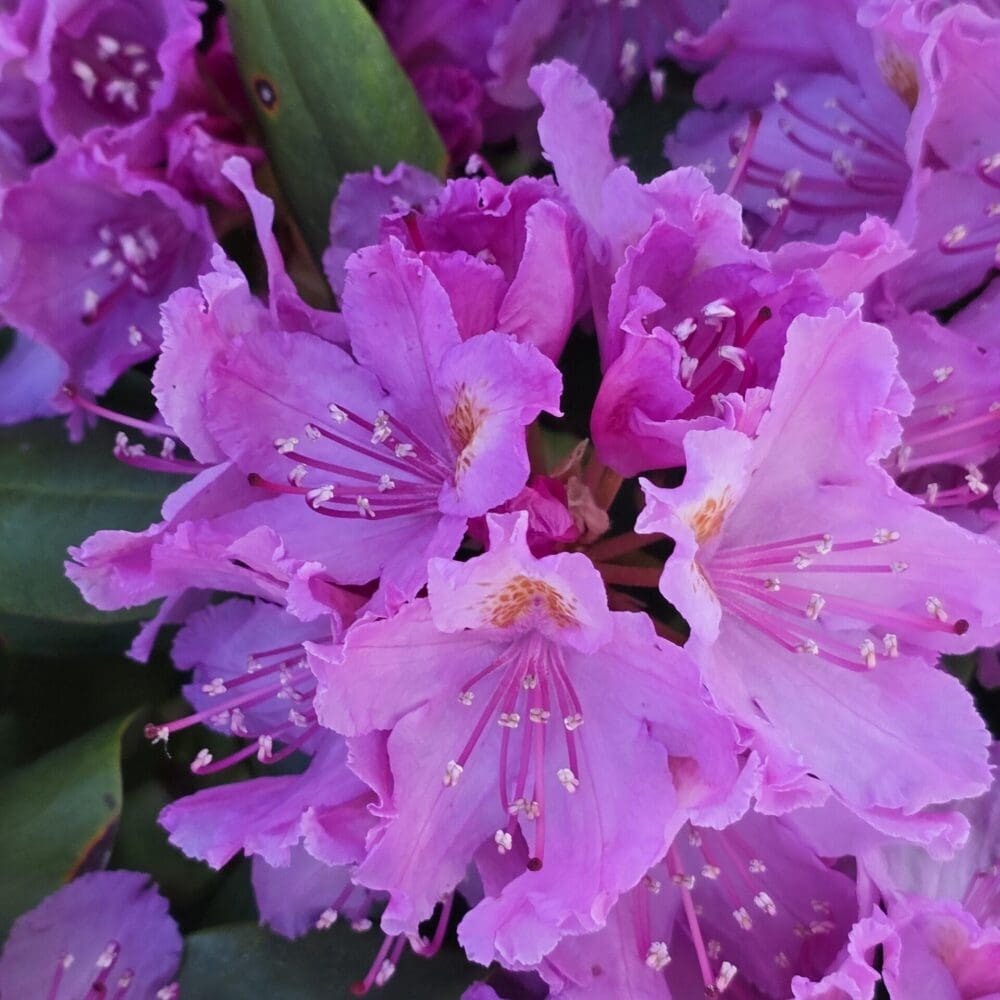 Bundle of rhododendron blossoms layered over faintly visible green leaves.