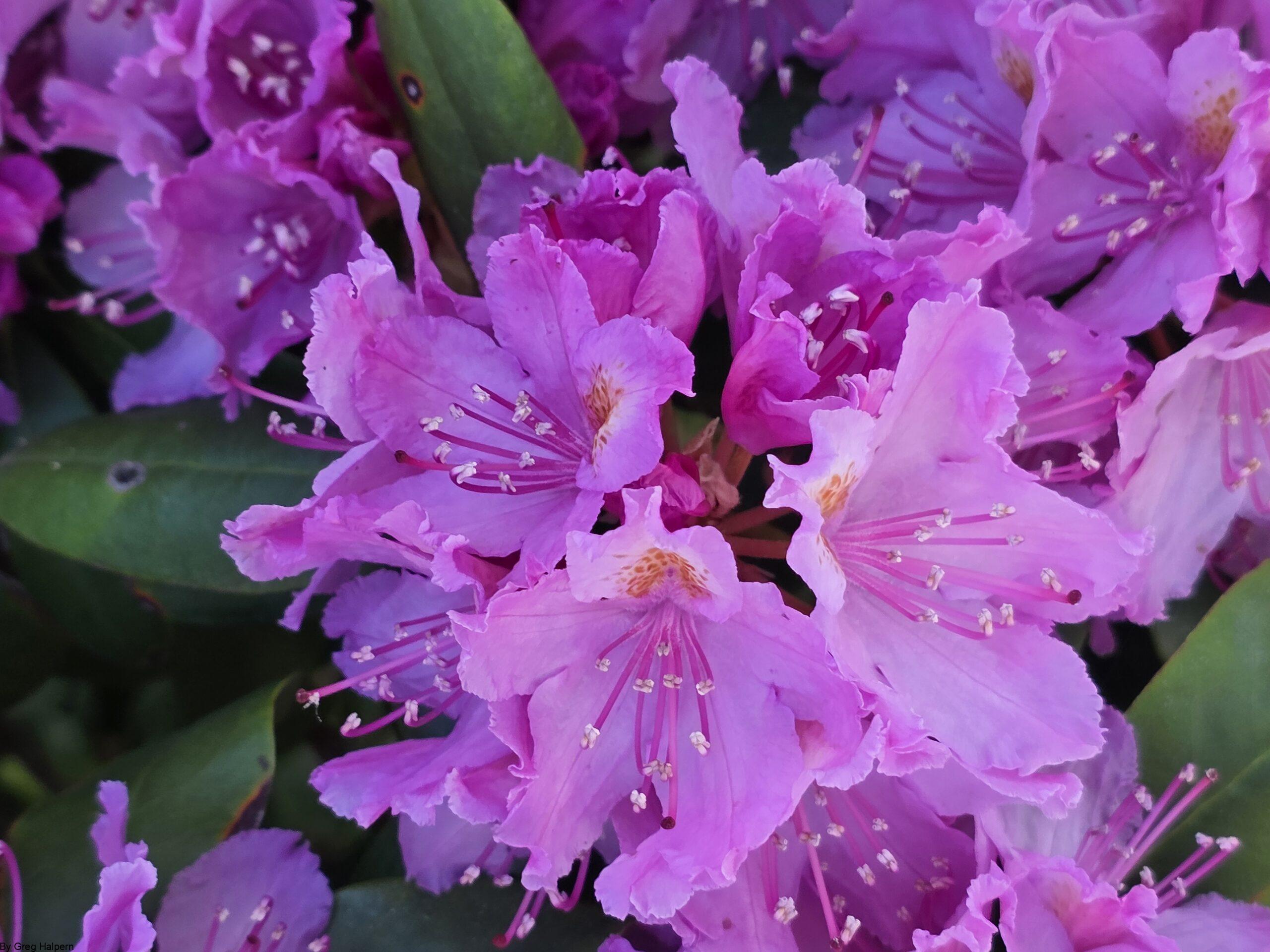 Bundle of rhododendron blossoms layered over faintly visible green leaves.