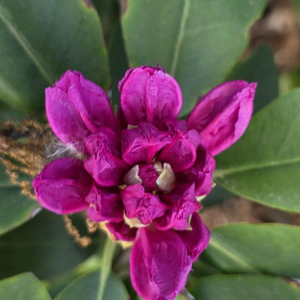 Centered dark pink rhododendron flower with wide petals, framed by a fan of green leaves.