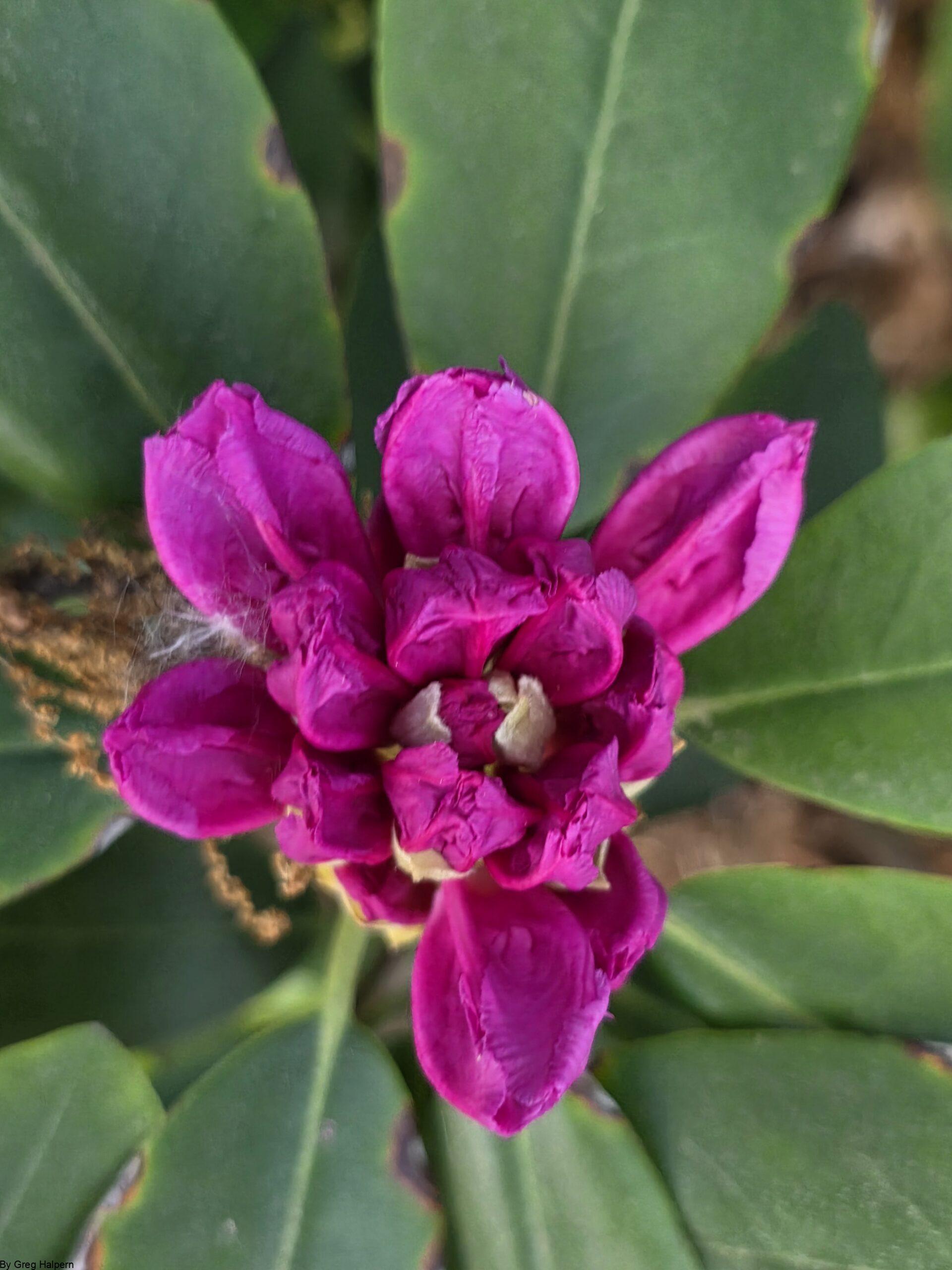 Centered dark pink rhododendron flower with wide petals, framed by a fan of green leaves.