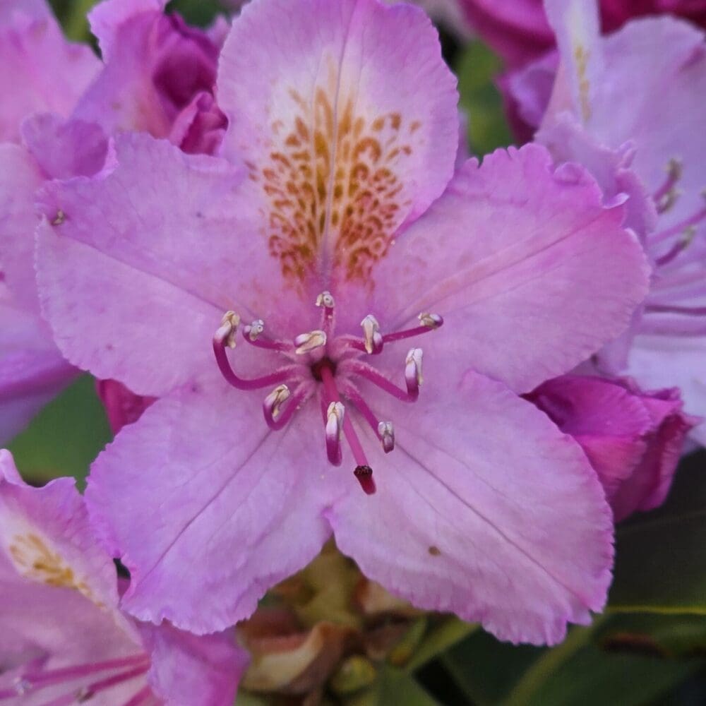Centered rhododendron flower with yellow pollen stains, surrounded by soft pink petals.