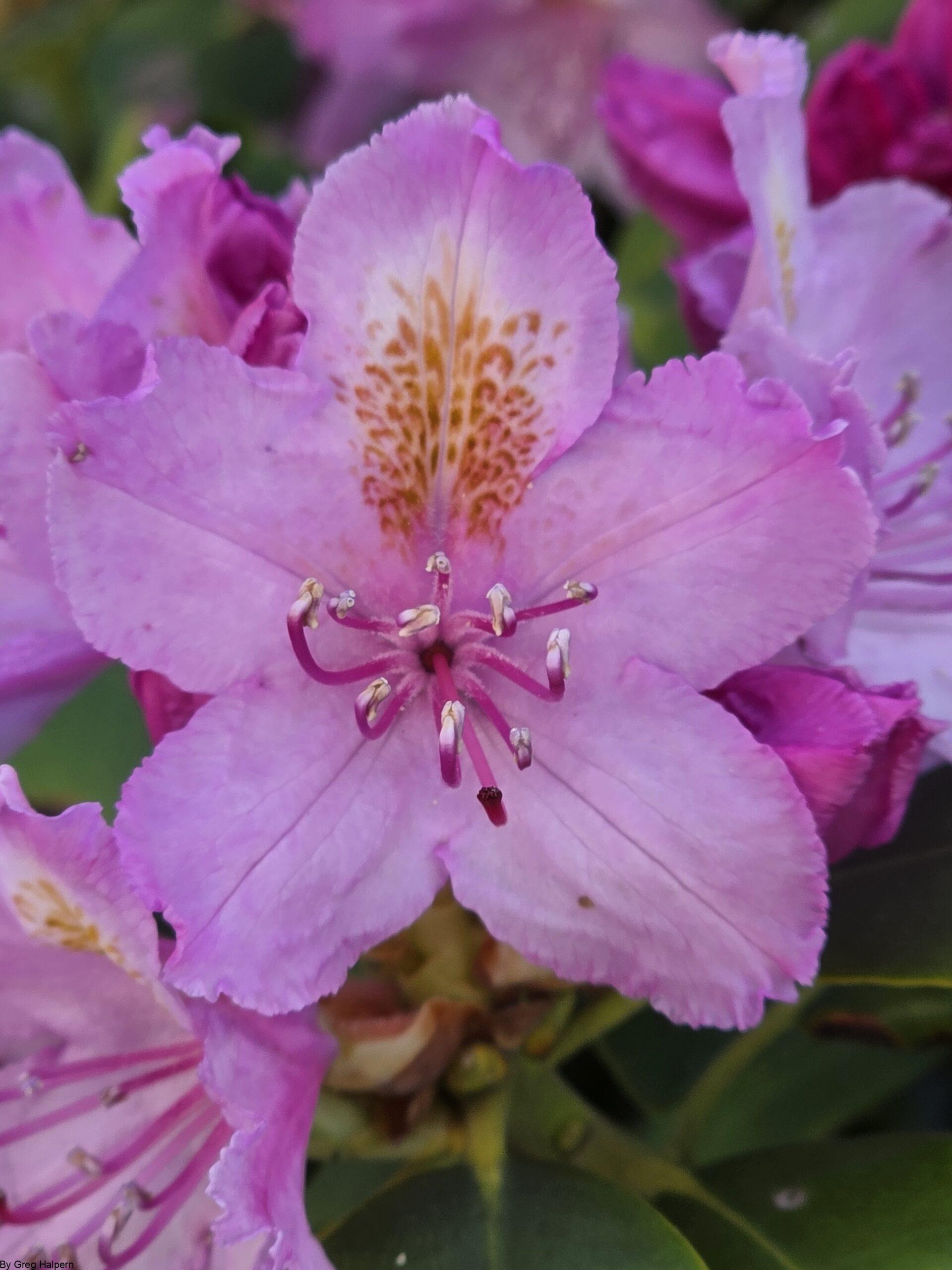Centered rhododendron flower with yellow pollen stains, surrounded by soft pink petals.