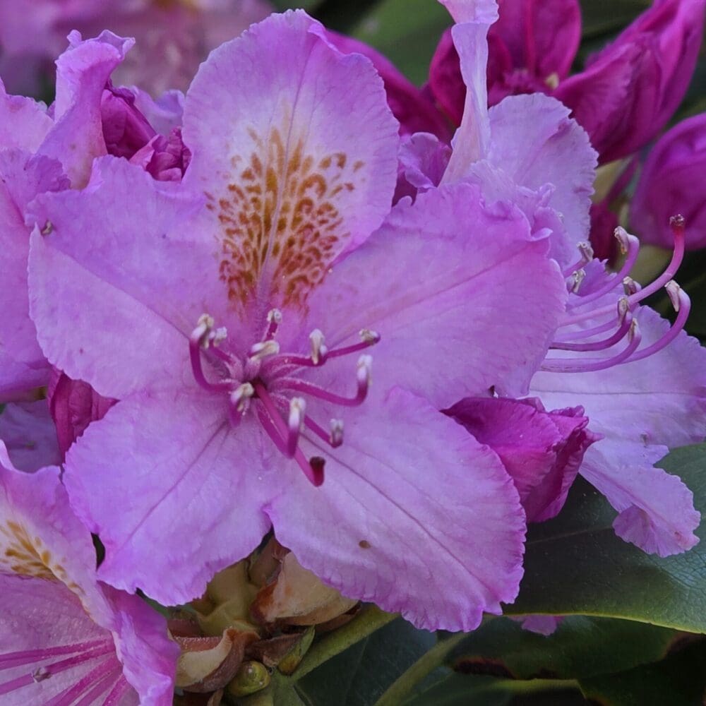 Multi-toned pink rhododendron flower in focus, surrounded by soft petals and a green leaf.