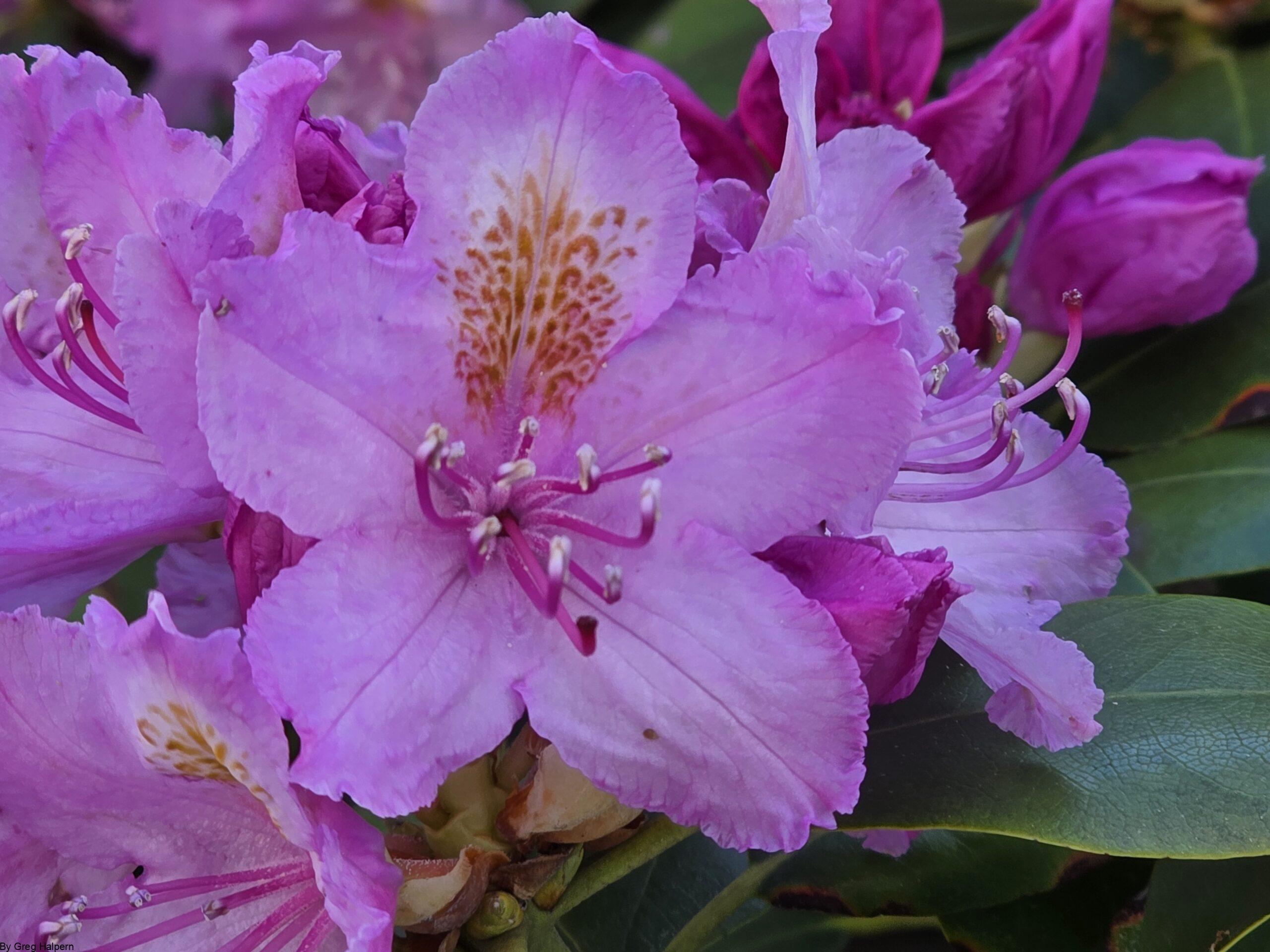 Multi-toned pink rhododendron flower in focus, surrounded by soft petals and a green leaf.