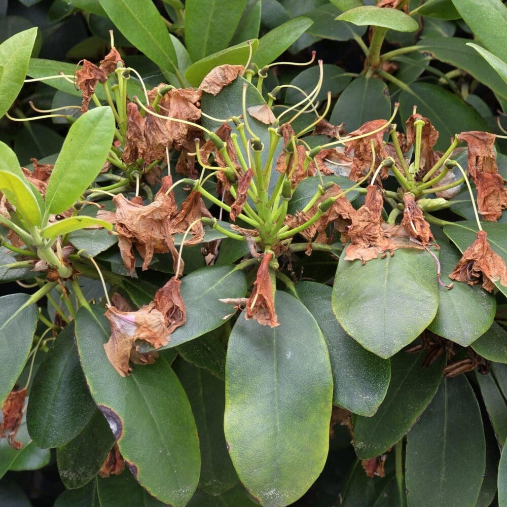Nest of dried rhododendron petals resting on drooping green leaves, with light above and shadow below.
