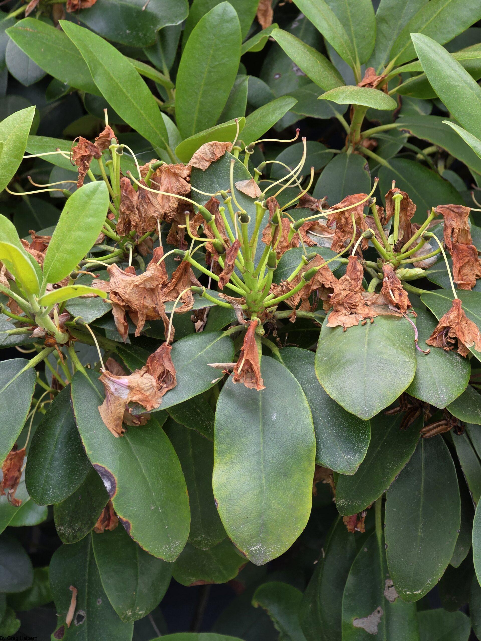Nest of dried rhododendron petals resting on drooping green leaves, with light above and shadow below.