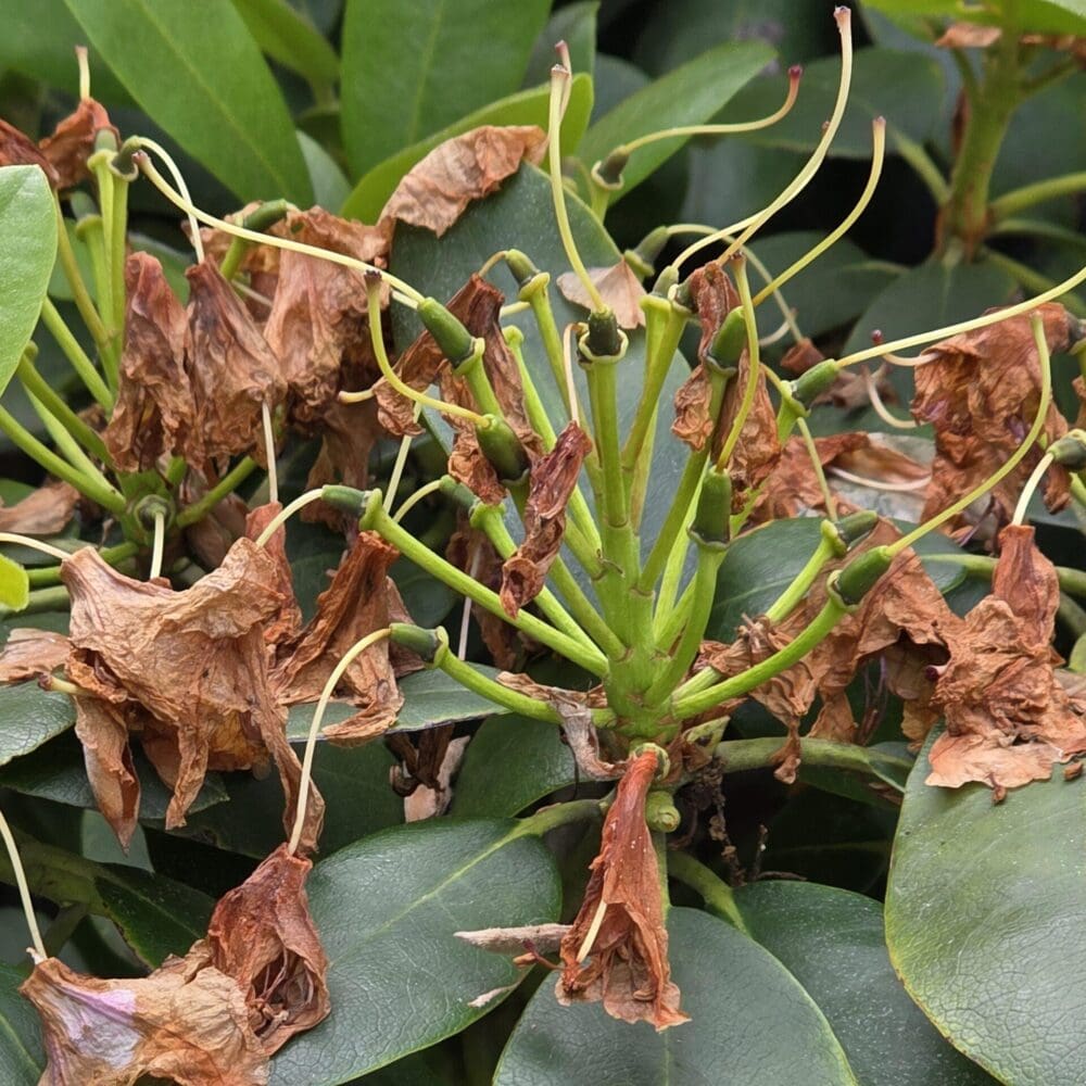 Brown curled rhododendron flowers resting on a bed of varied green leaves, symbolizing life, death, and rebirth.