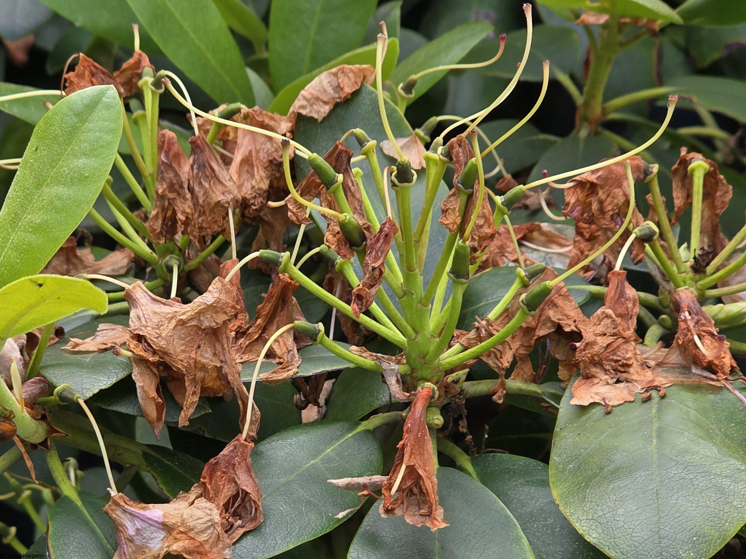 Brown curled rhododendron flowers resting on a bed of varied green leaves, symbolizing life, death, and rebirth.