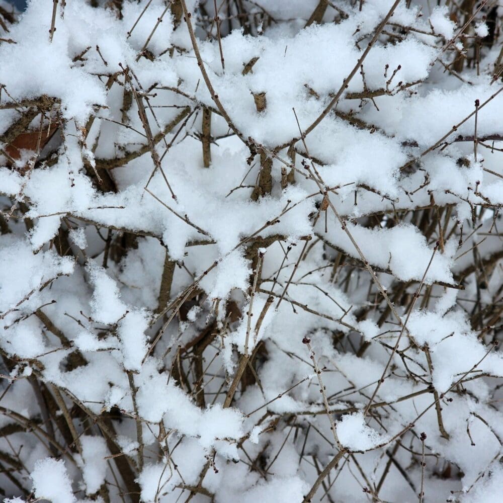 Dense-packed winter bramble covered in bright snow, with spiked branches forming a sculptural tangle.
