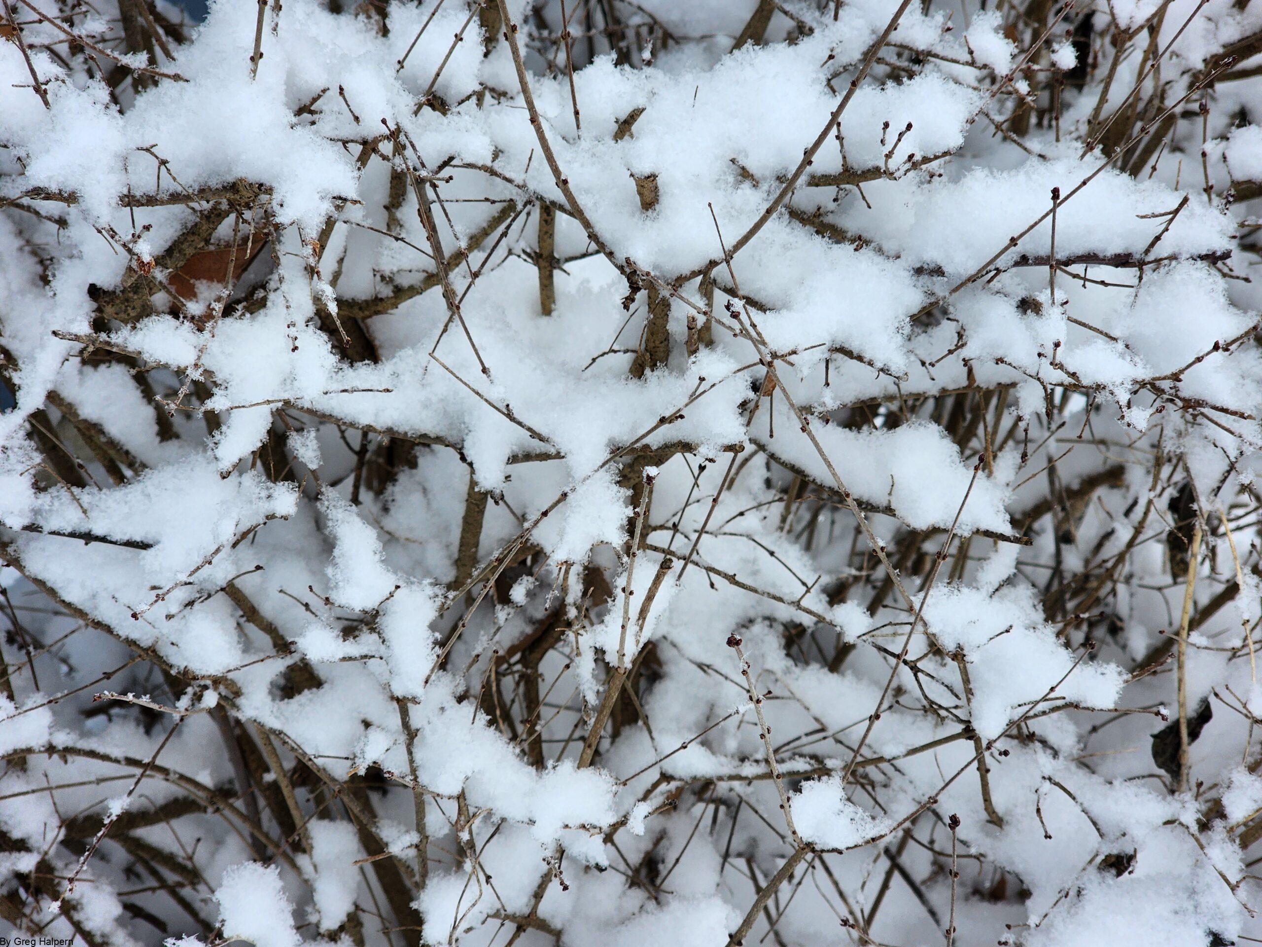 Dense-packed winter bramble covered in bright snow, with spiked branches forming a sculptural tangle.