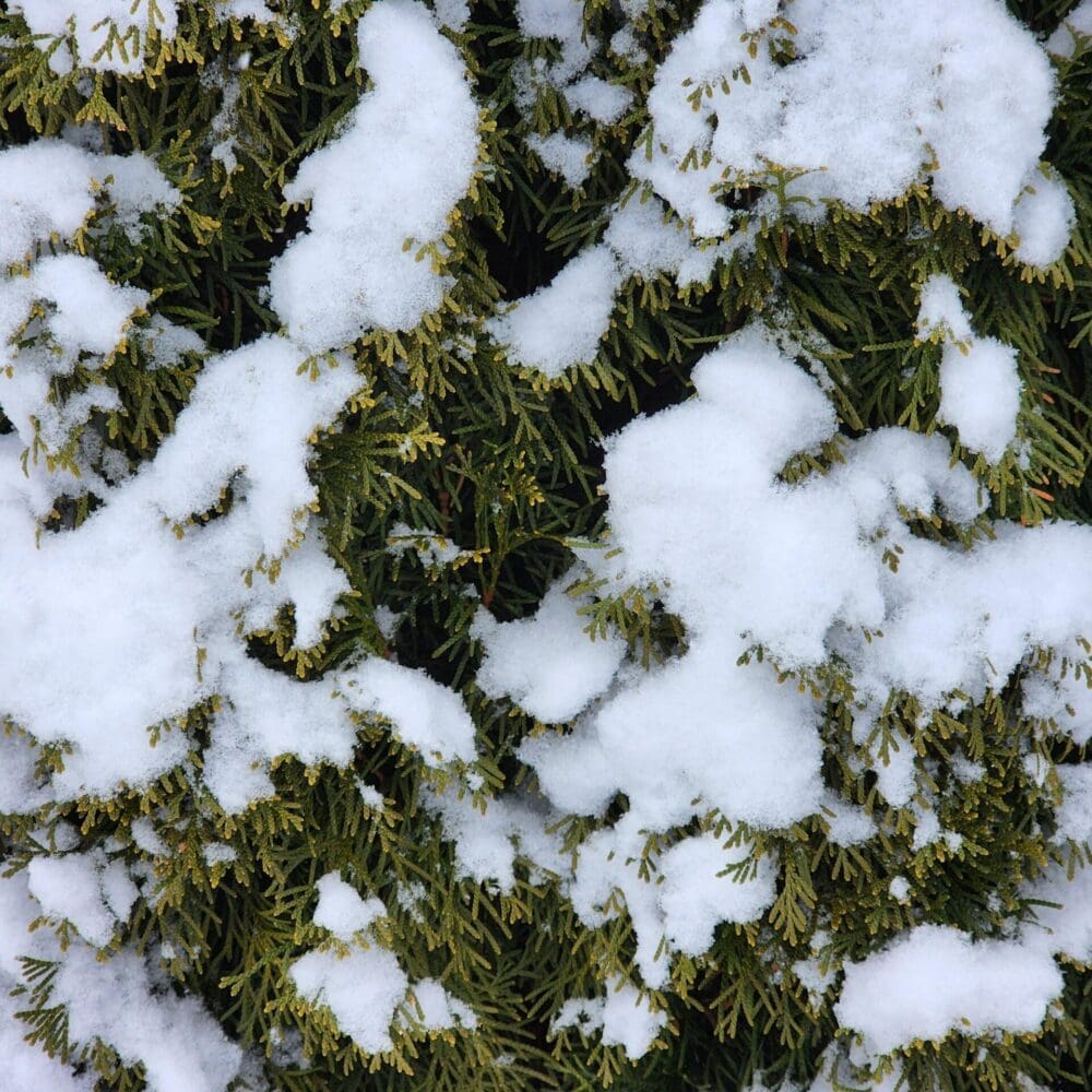 Arborvitae branches with mottled snow clumps spilling over a snowy base, revealing light green cedar leaves.