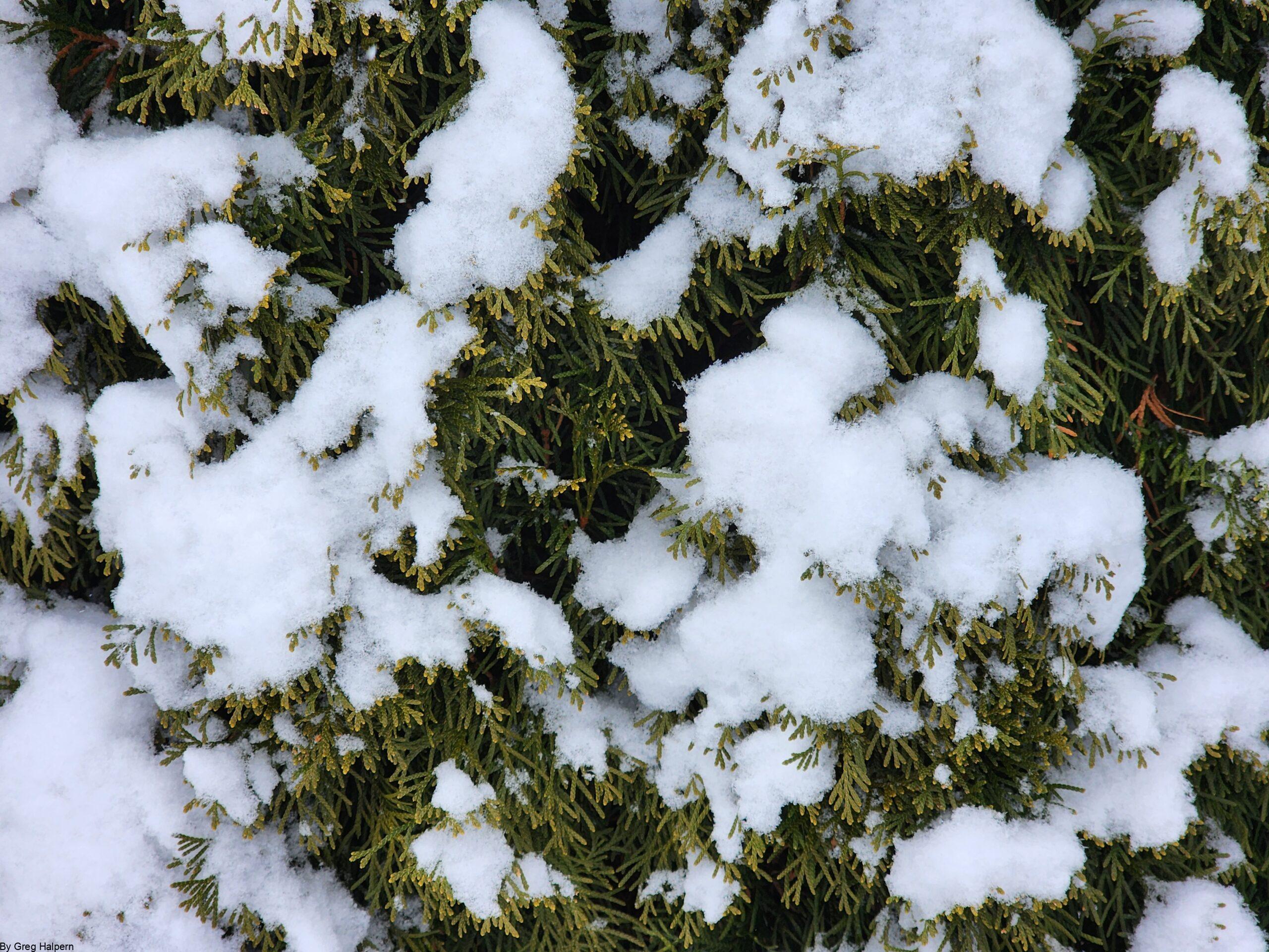 Arborvitae branches with mottled snow clumps spilling over a snowy base, revealing light green cedar leaves.