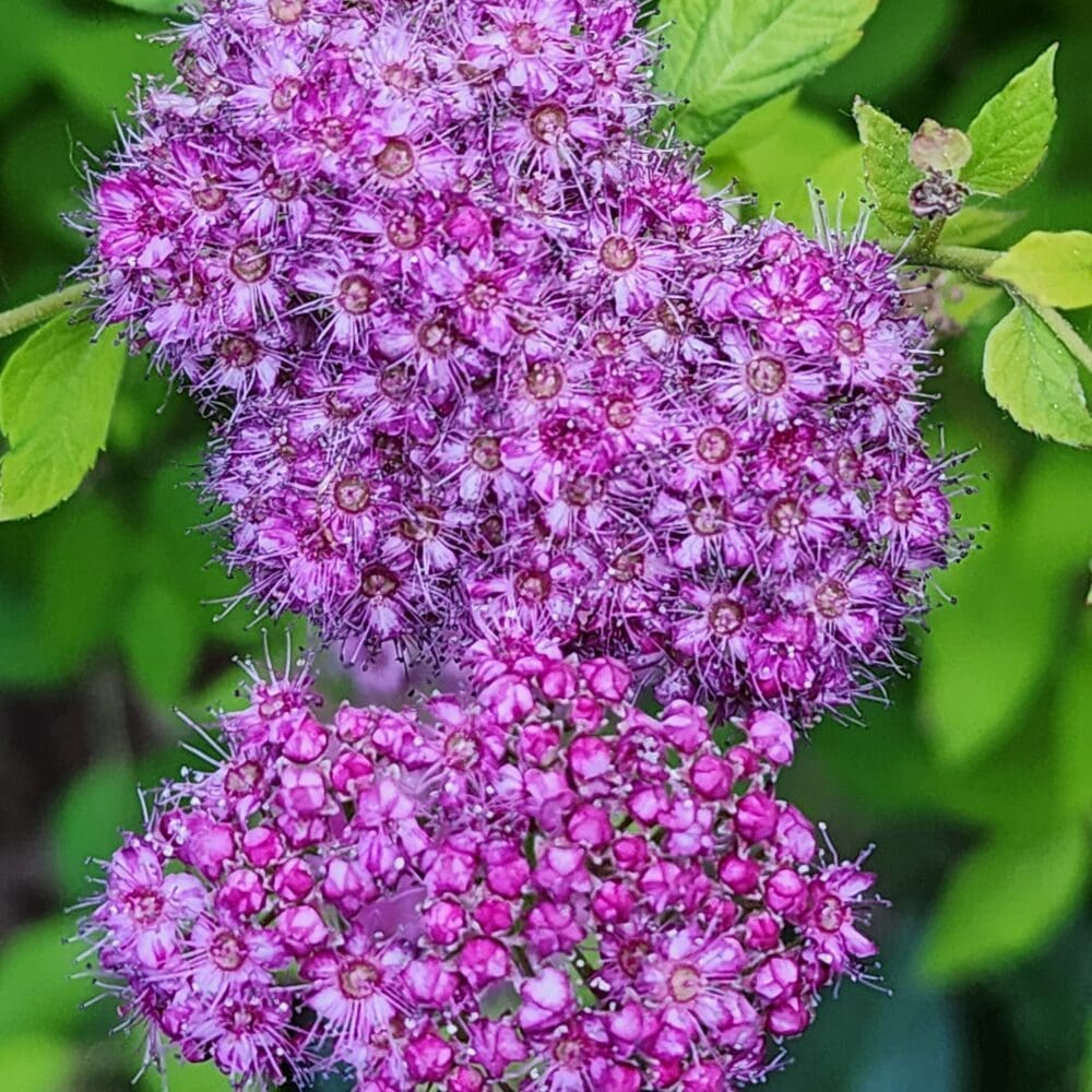 Pink and violet Spirea ‘Little Princess’ flower clusters with dew‑tipped stamens over jagged green leaves.