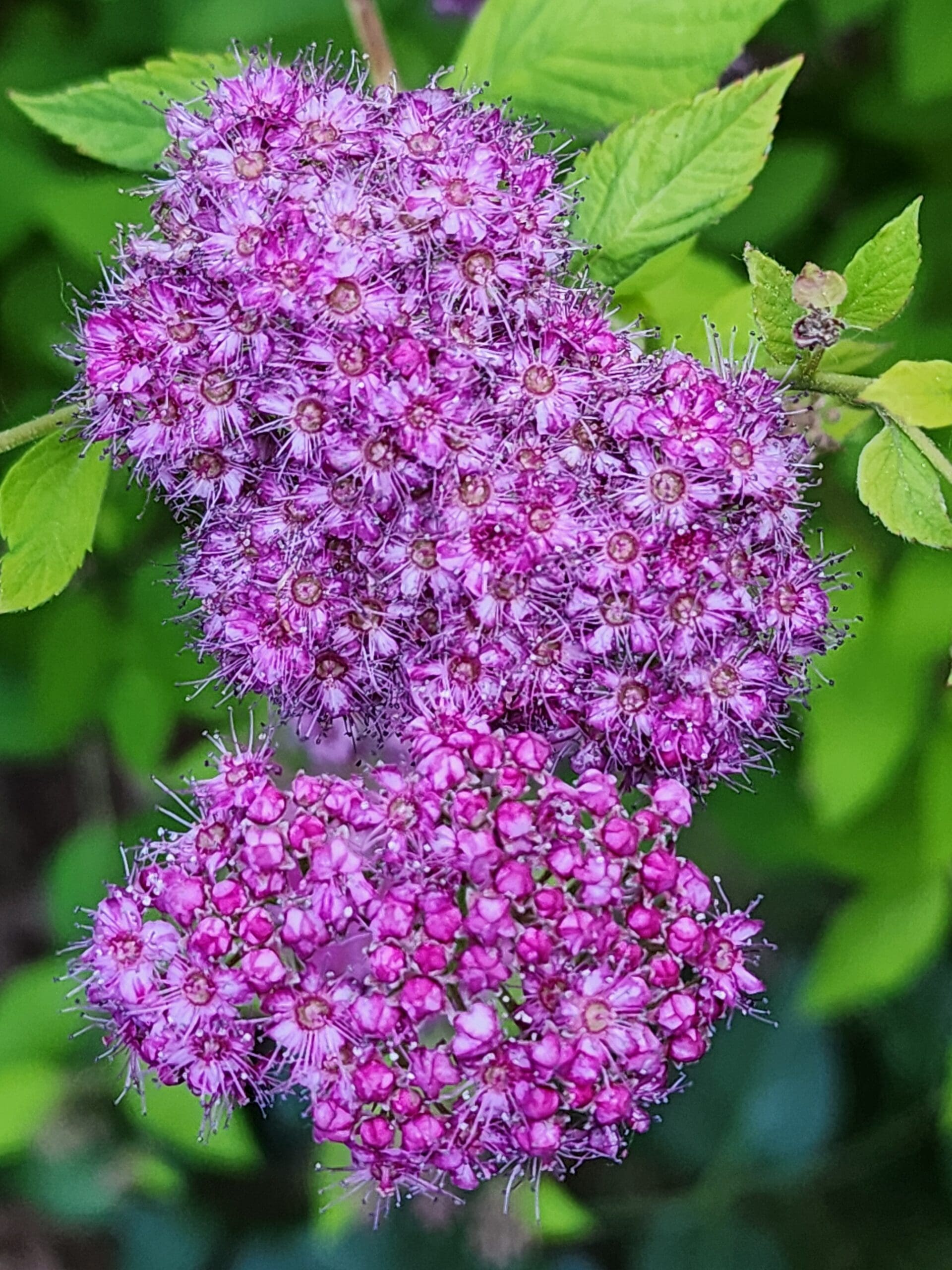 Pink and violet Spirea ‘Little Princess’ flower clusters with dew‑tipped stamens over jagged green leaves.