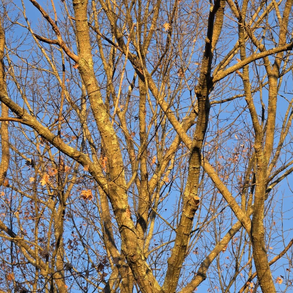 Maple and oak trees glowing in sunrise light with a few remaining autumn leaves.