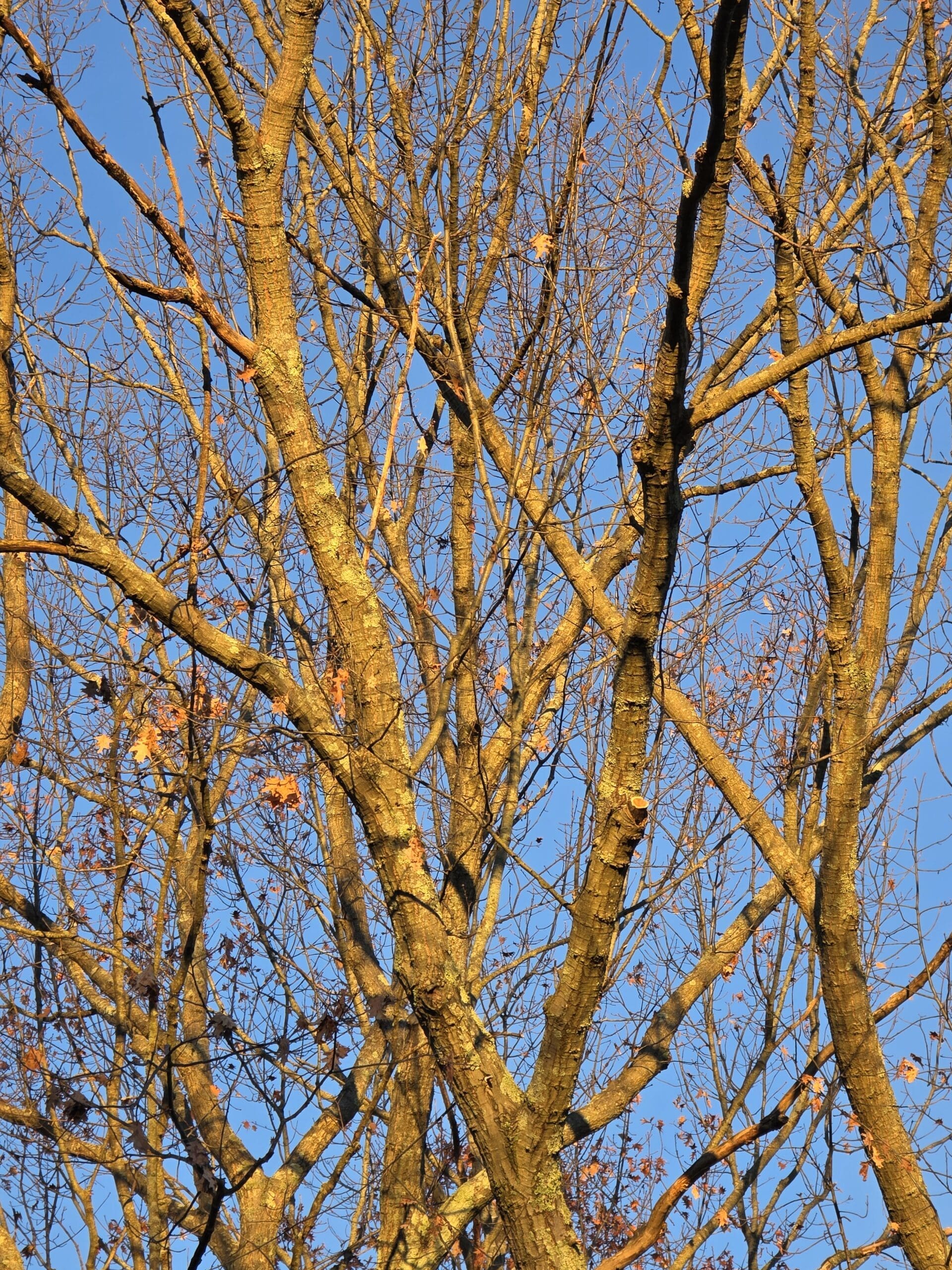 Maple and oak trees glowing in sunrise light with a few remaining autumn leaves.