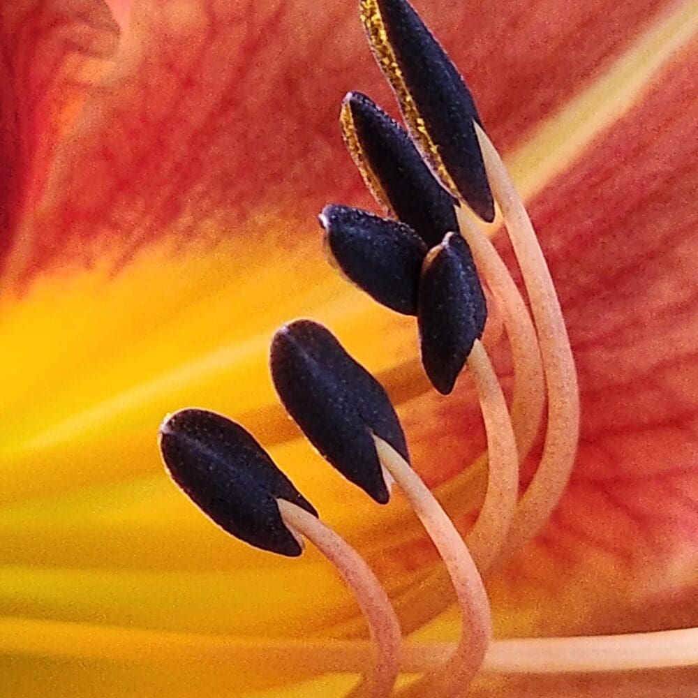 Tiger lily with vivid orange petals and detailed standing stamens in sharp focus.