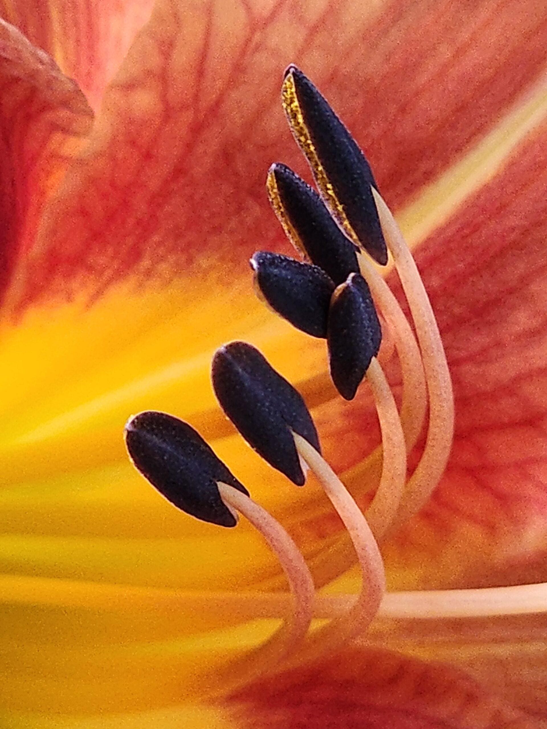Tiger lily with vivid orange petals and detailed standing stamens in sharp focus.