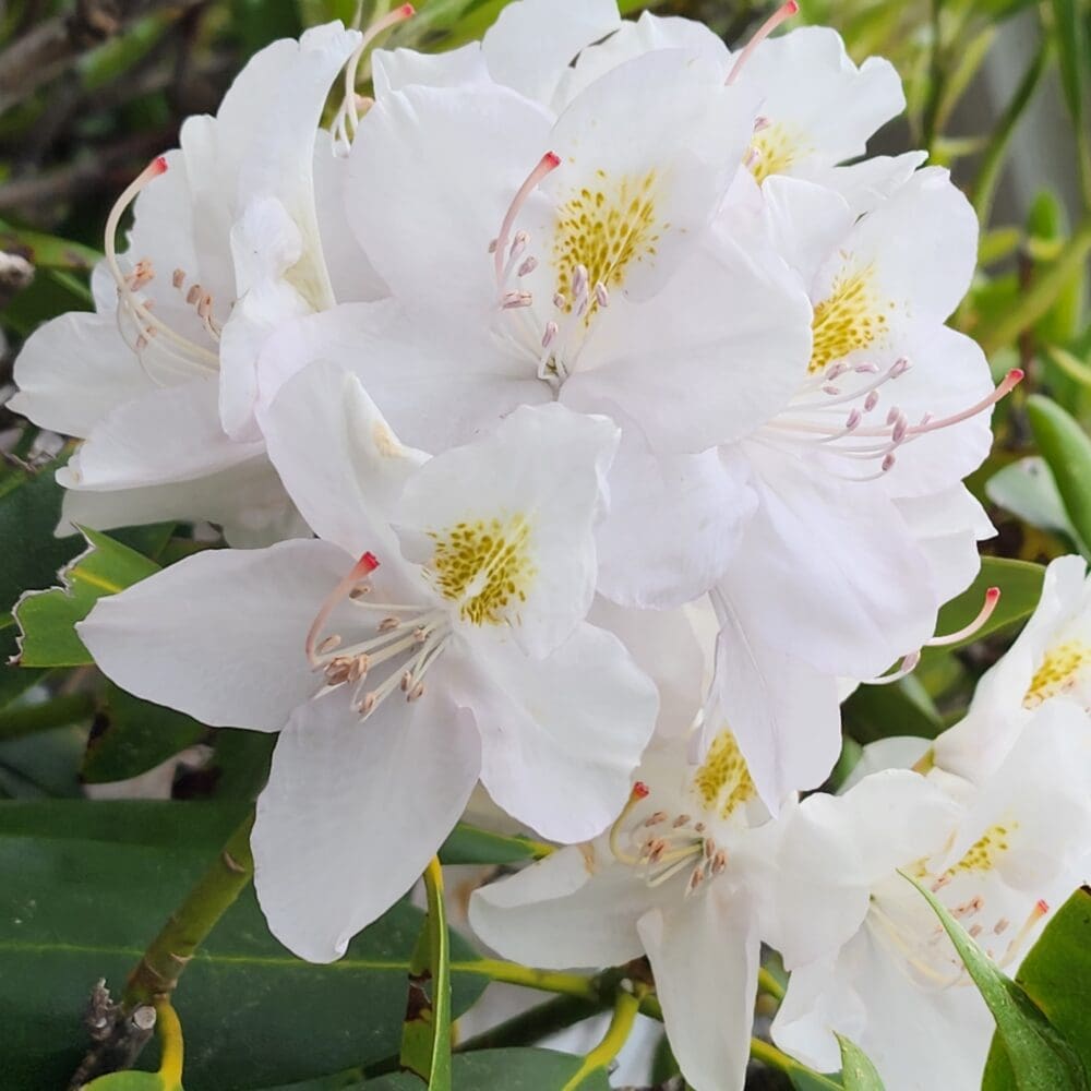 White rhododendron blossoms with soft pink tones and detailed stamen against green leaves.
