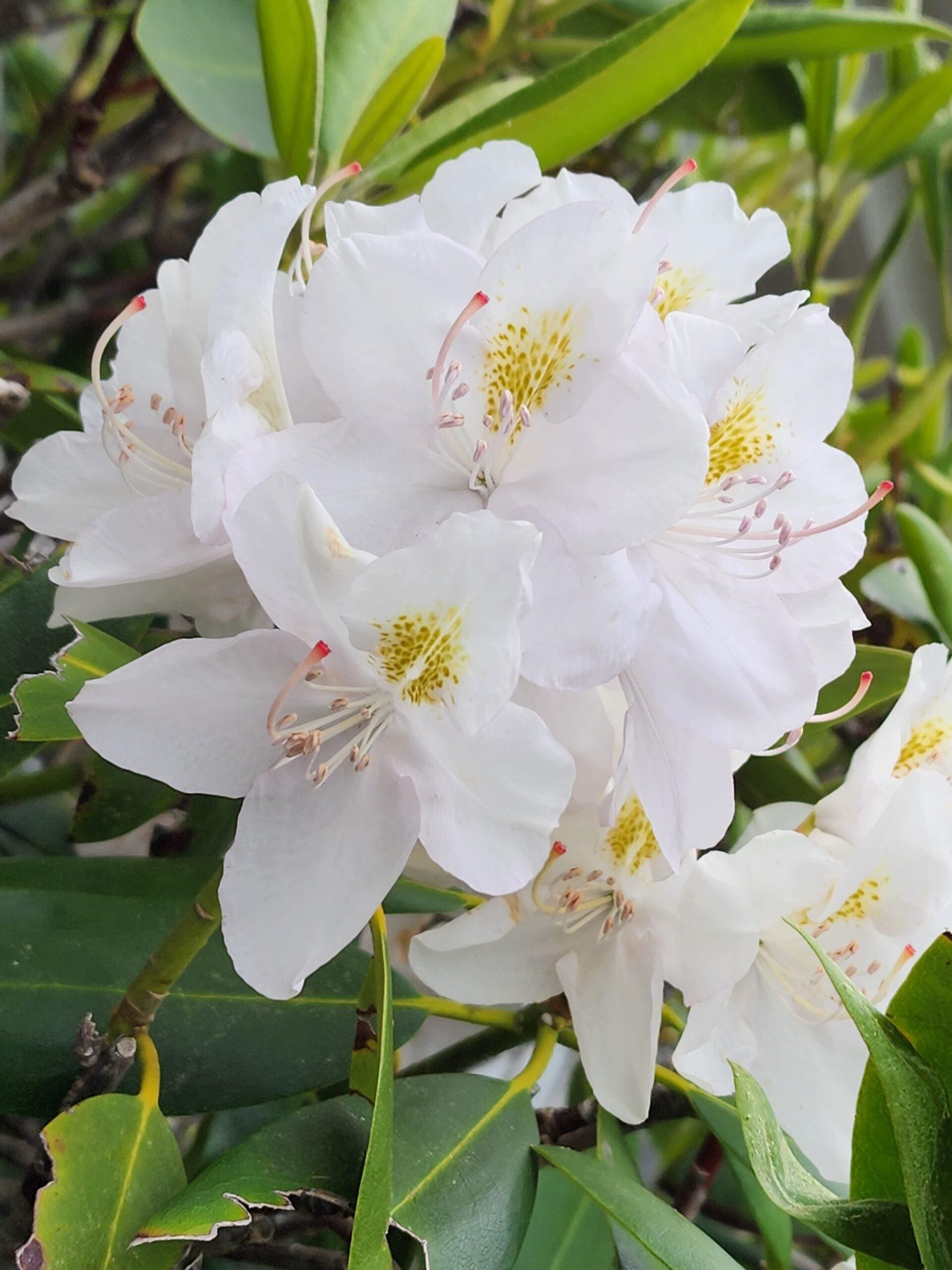 White rhododendron blossoms with soft pink tones and detailed stamen against green leaves.