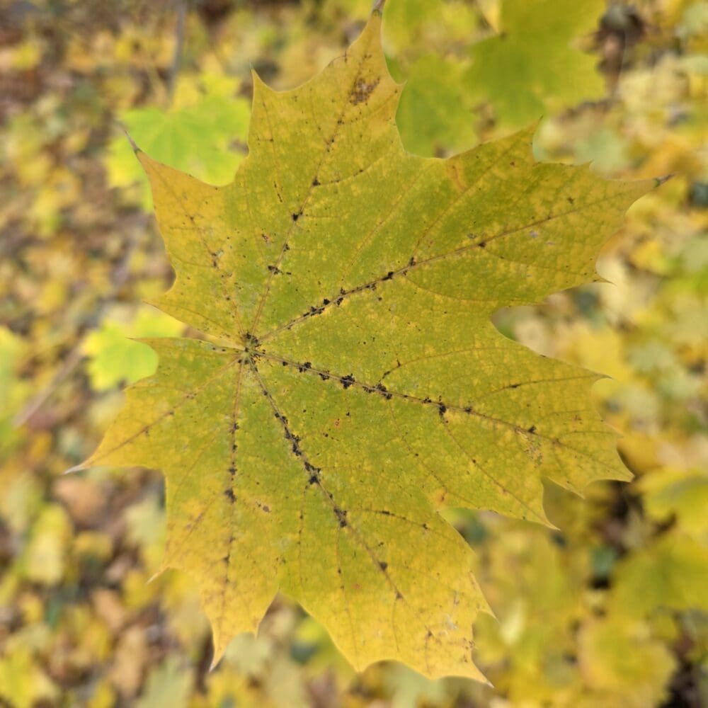 Yellow maple leaf in sharp focus against a blurred golden autumn background.