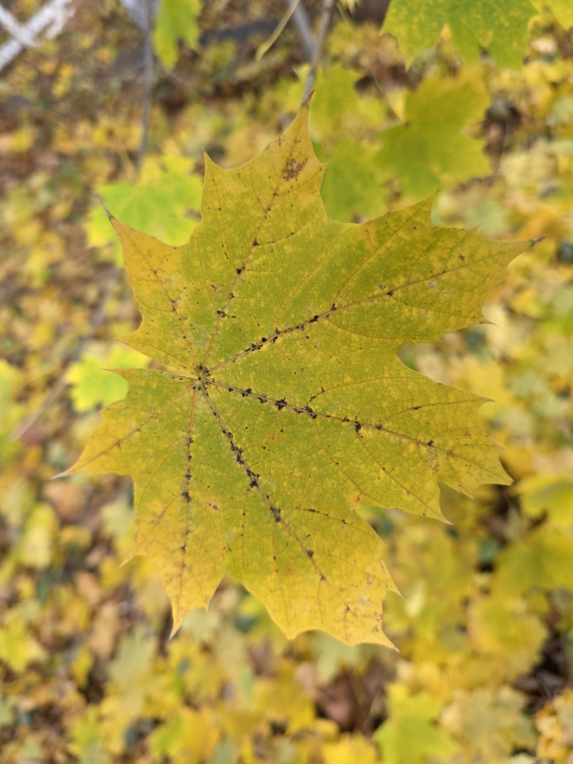 Yellow maple leaf in sharp focus against a blurred golden autumn background.