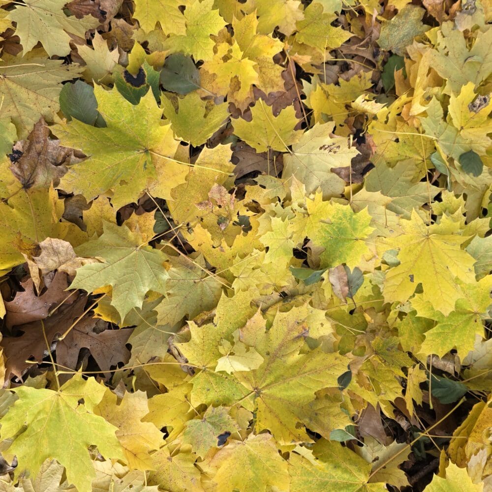 Layered yellow maple leaves forming a moist, matte autumn ground cover.
