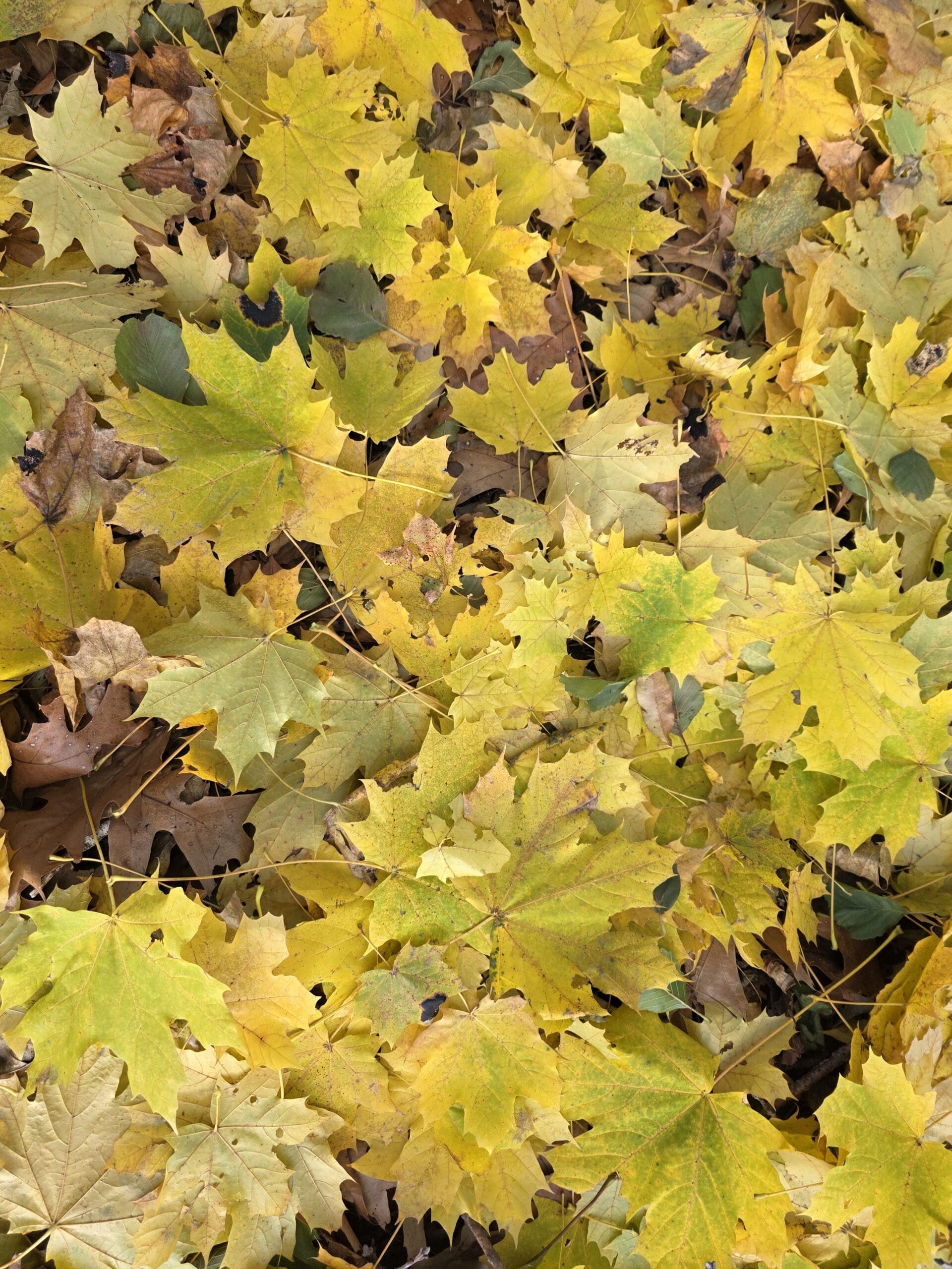 Layered yellow maple leaves forming a moist, matte autumn ground cover.